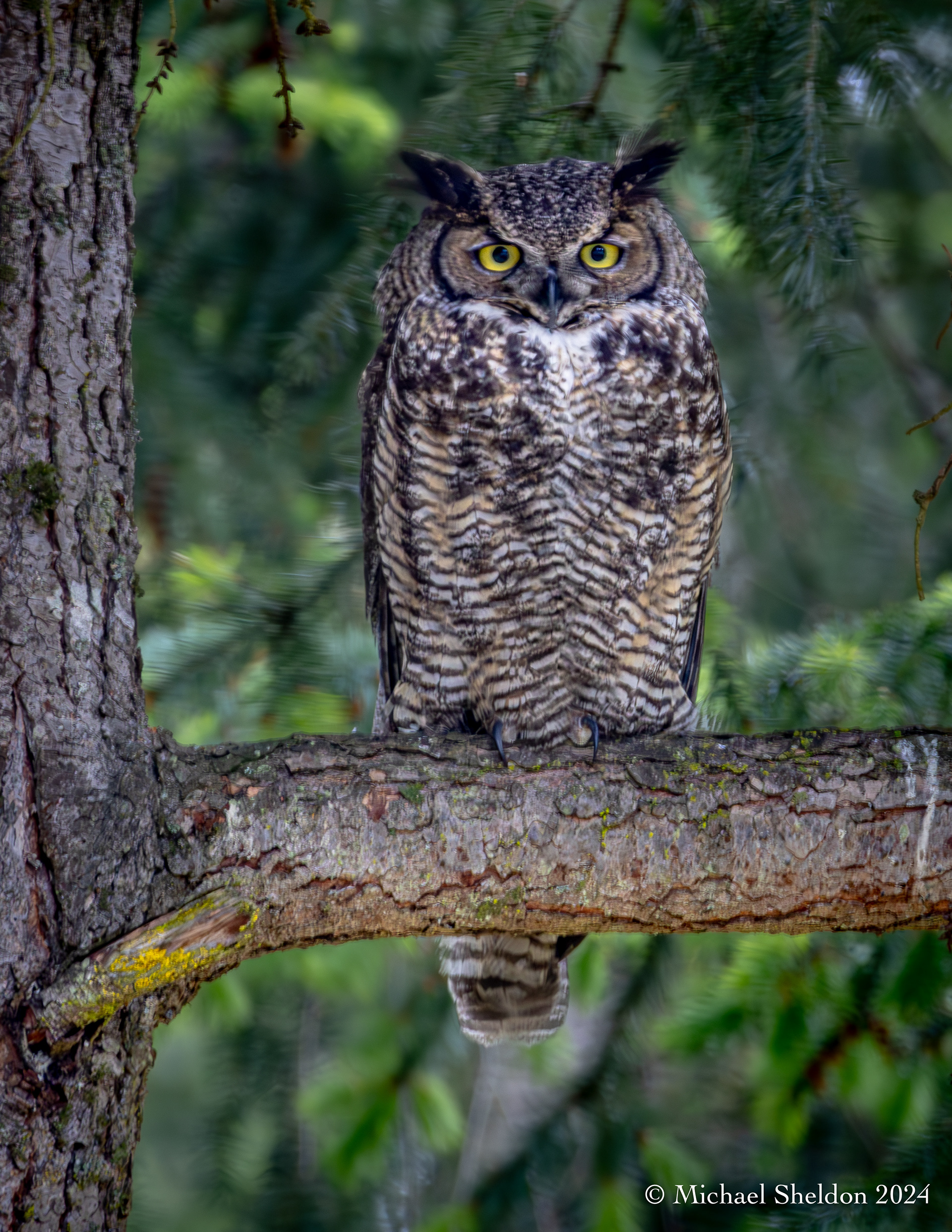 Great horned owl