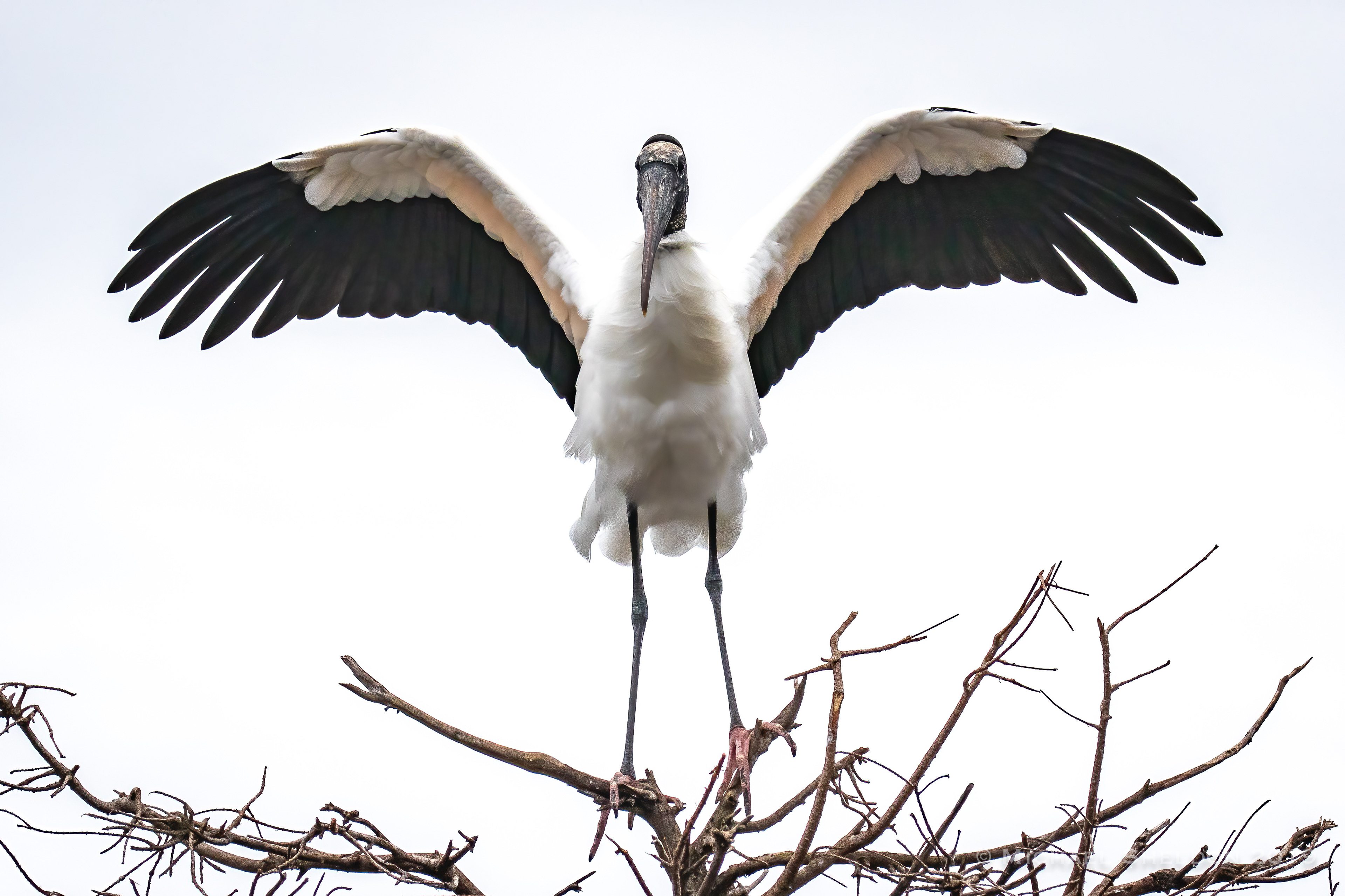 Wood Stork