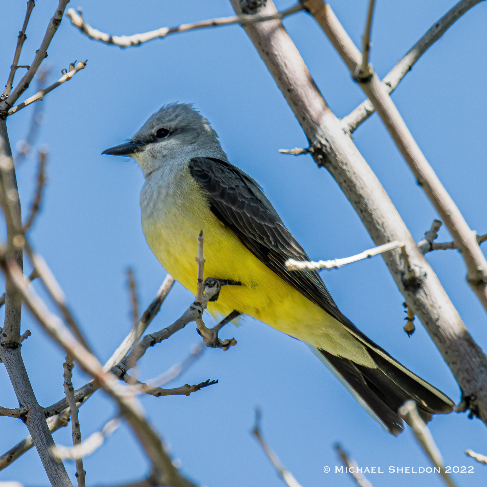 Western Kingbird