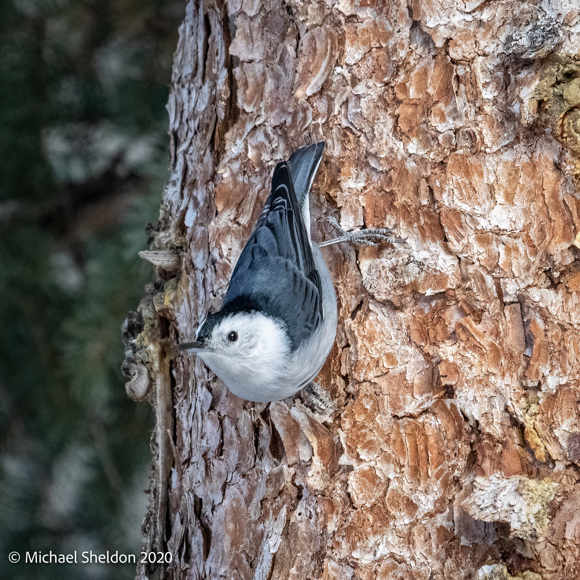 White-breasted Nuthatch