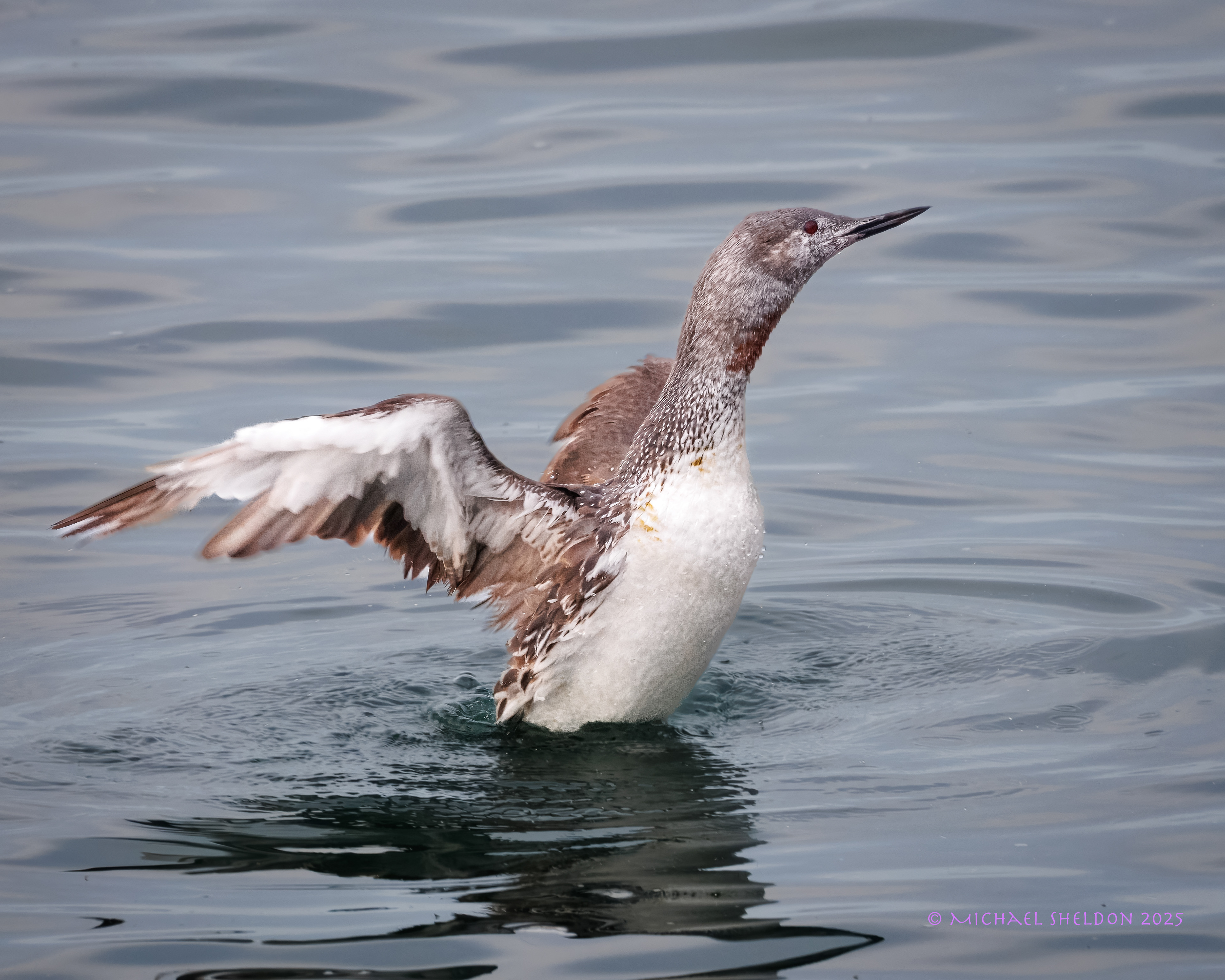 Red-throated loon