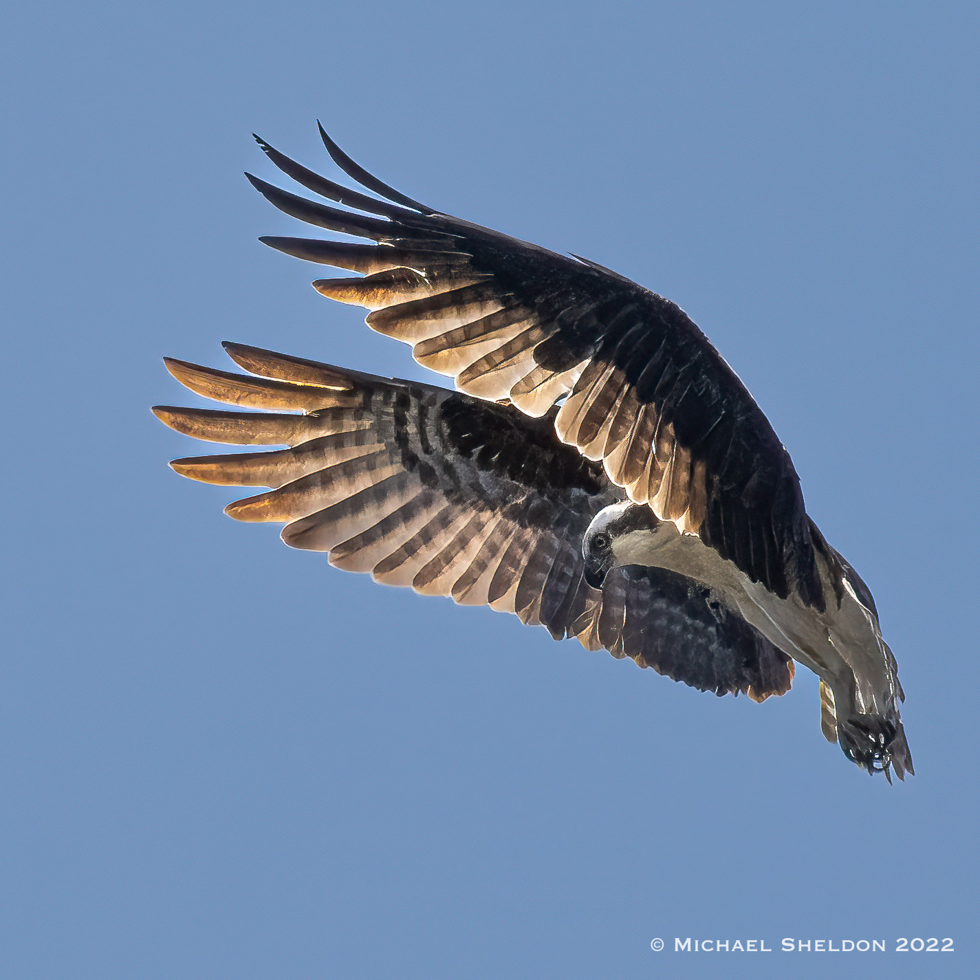 Osprey