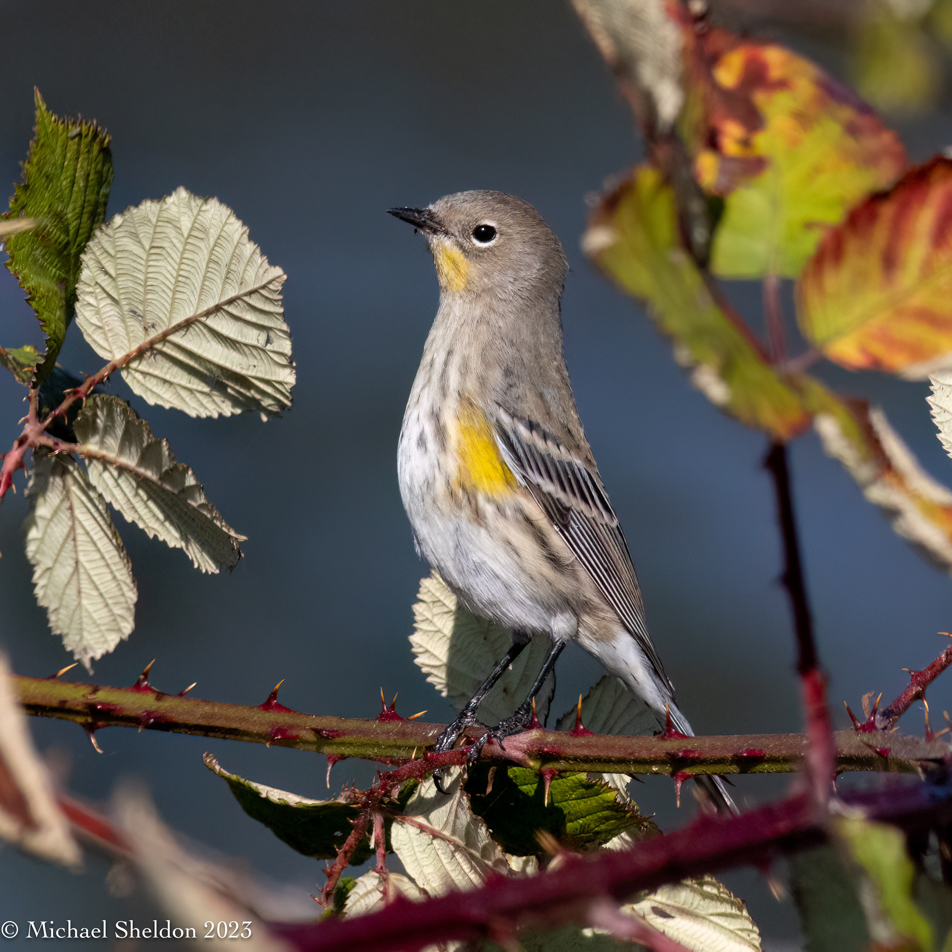 Yellow-rumped warbler