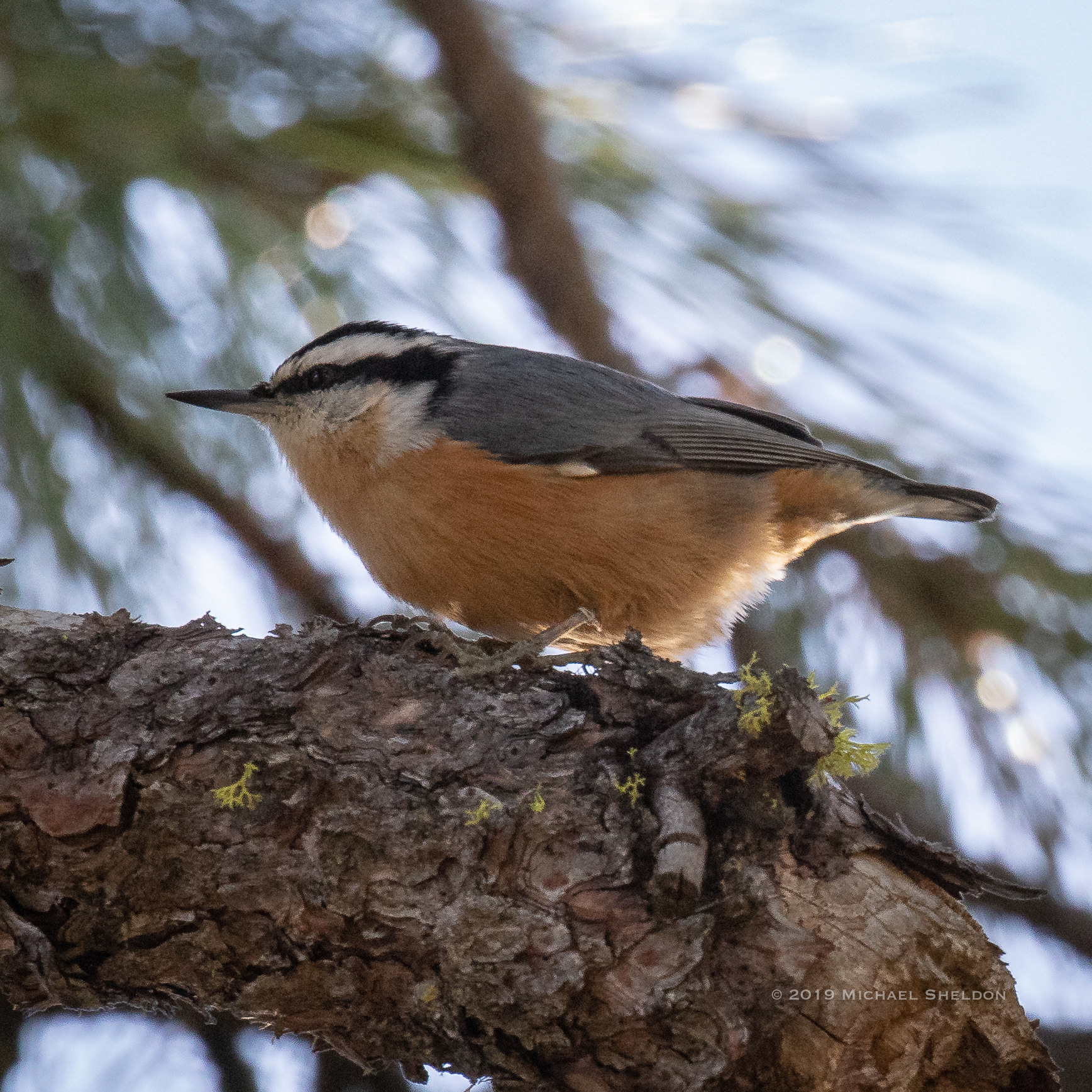Red-breasted nuthatch