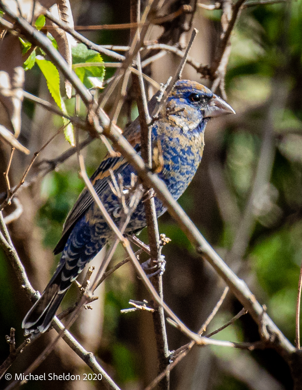 Blue Grosbeak (molting)