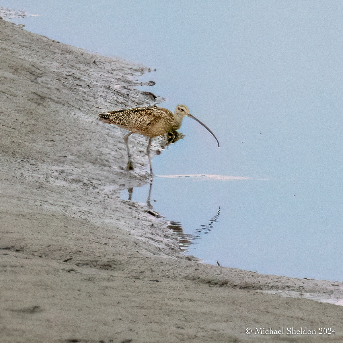 Long-billed curlew