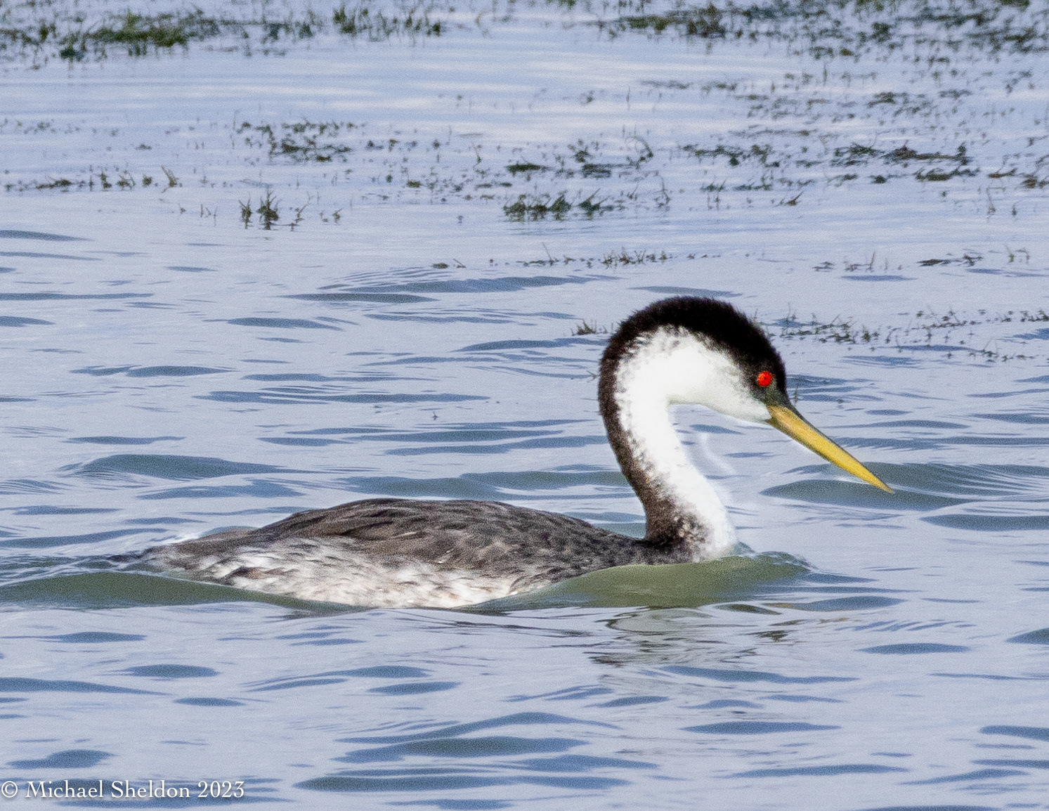 Western grebe