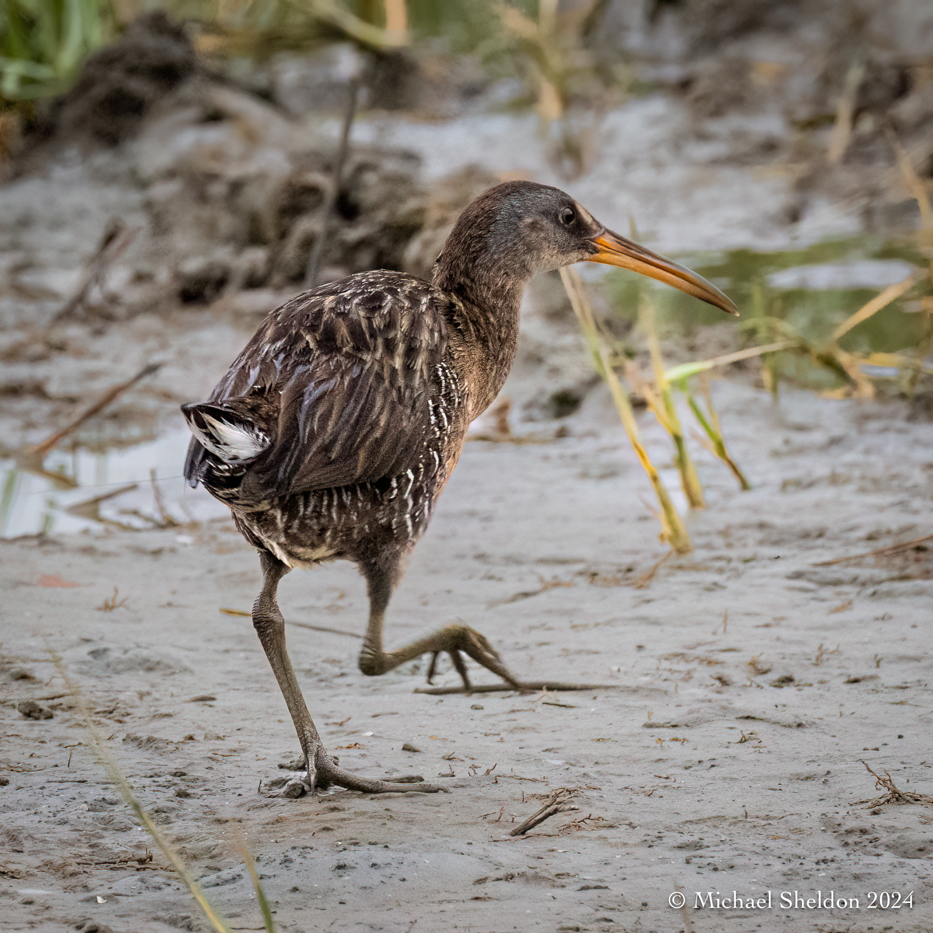 Clapper rail