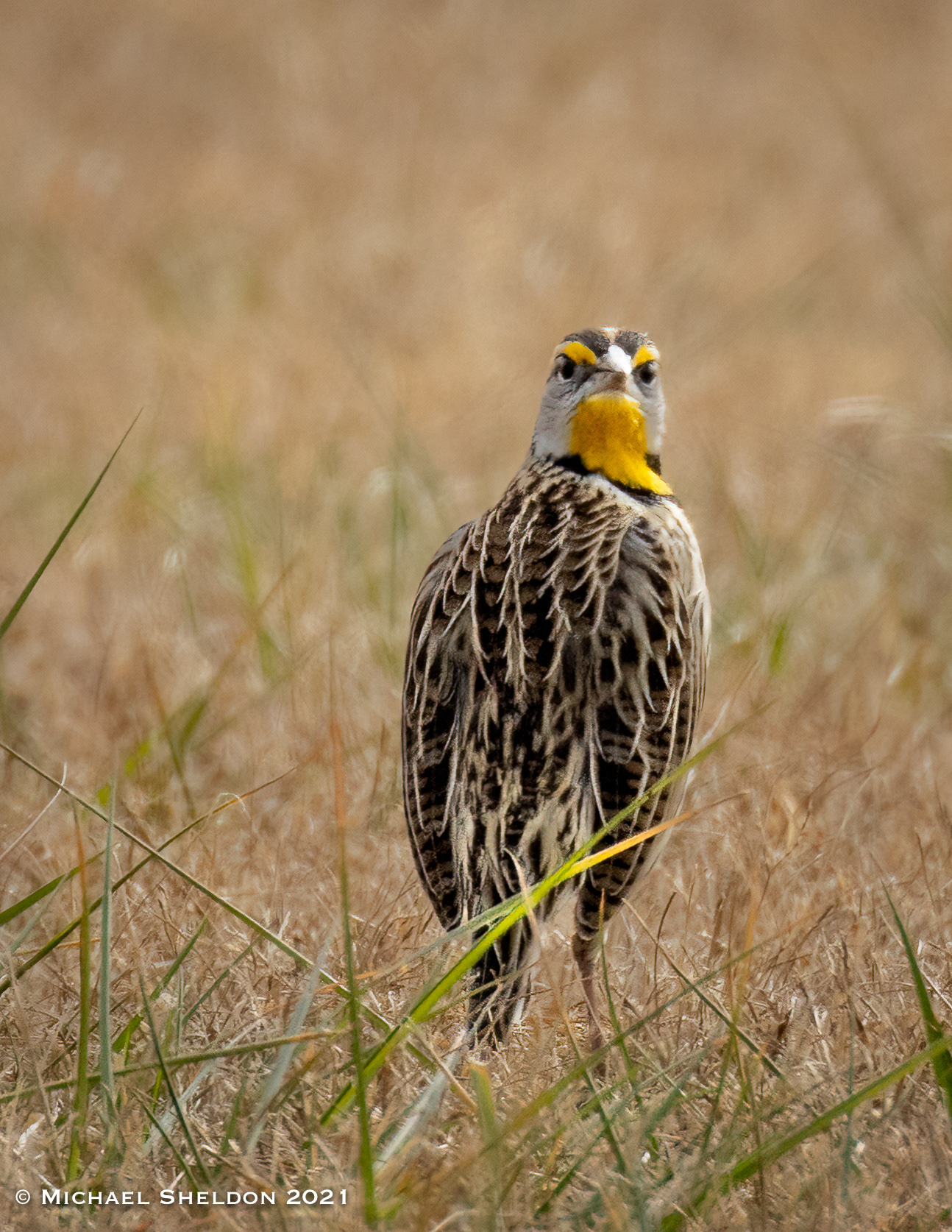 Eastern Meadowlark