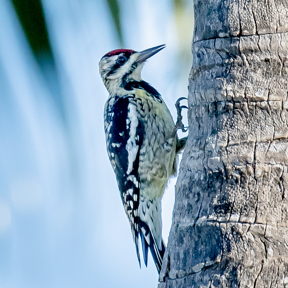 Yellow-bellied Sapsucker