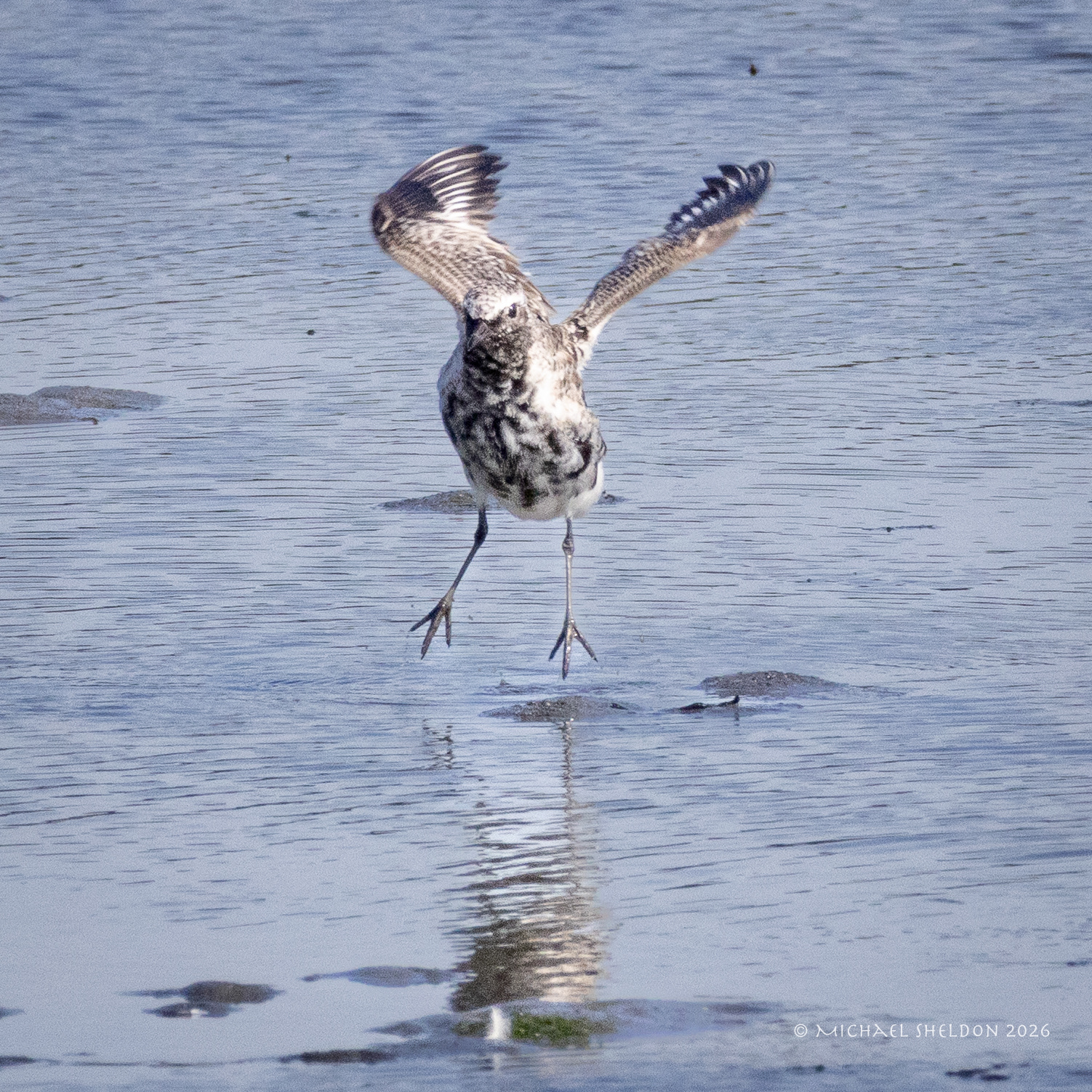 Black-bellied plover
