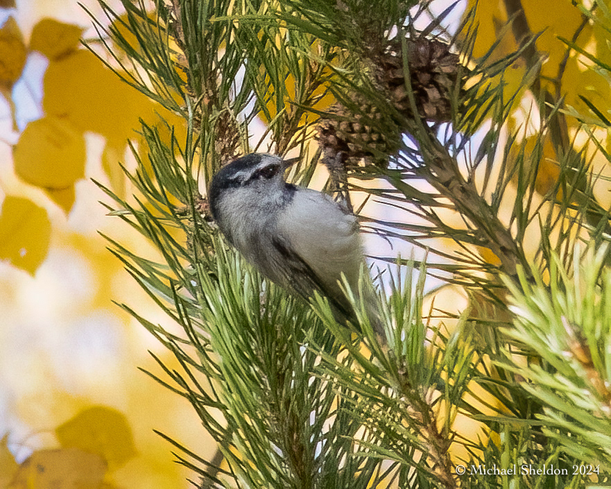 Mountain chickadee
