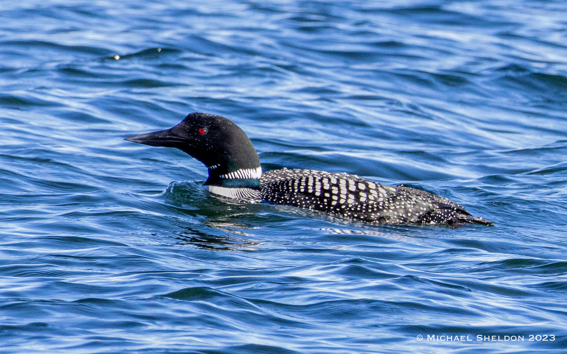 Common loon