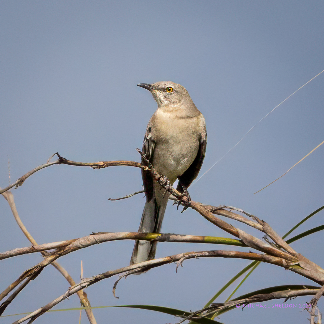 Northern mockingbird
