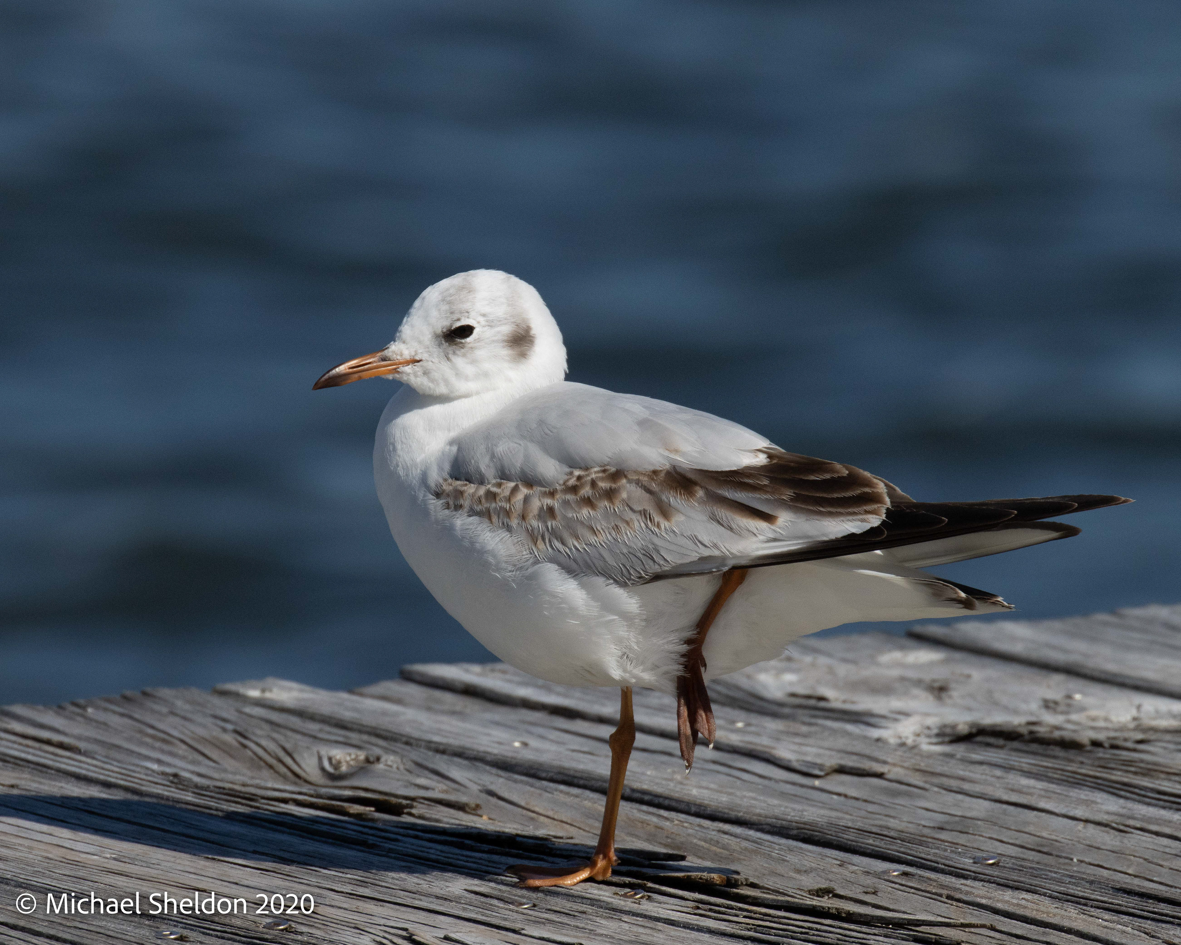 Black-headed Gull