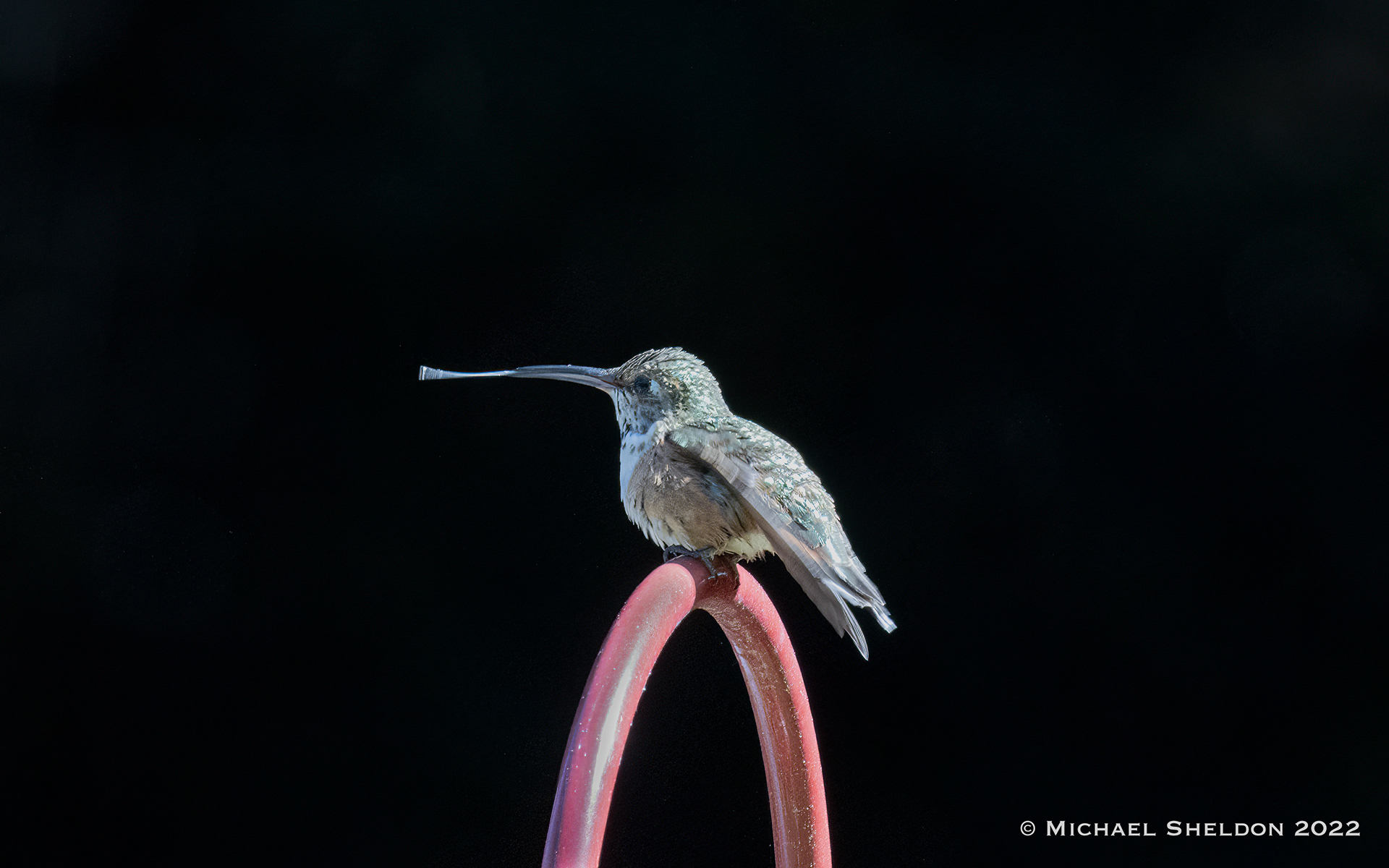 Rufous hummingbird
