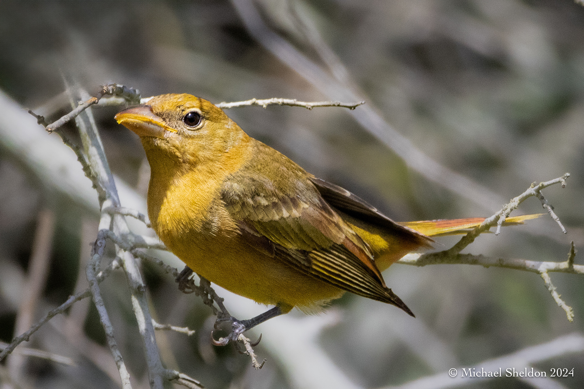 Baltimore oriole (f)