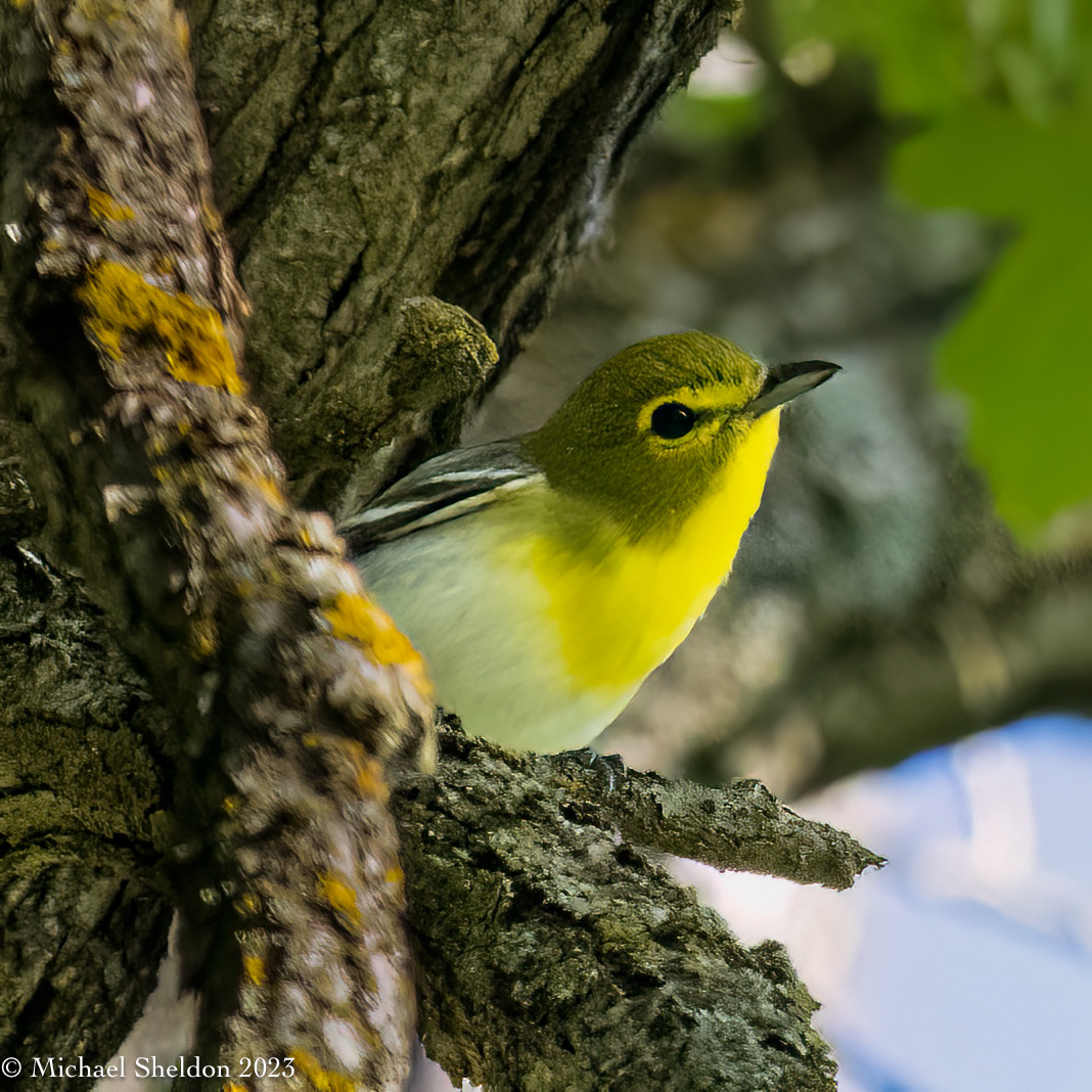 Yellow-throated vireo