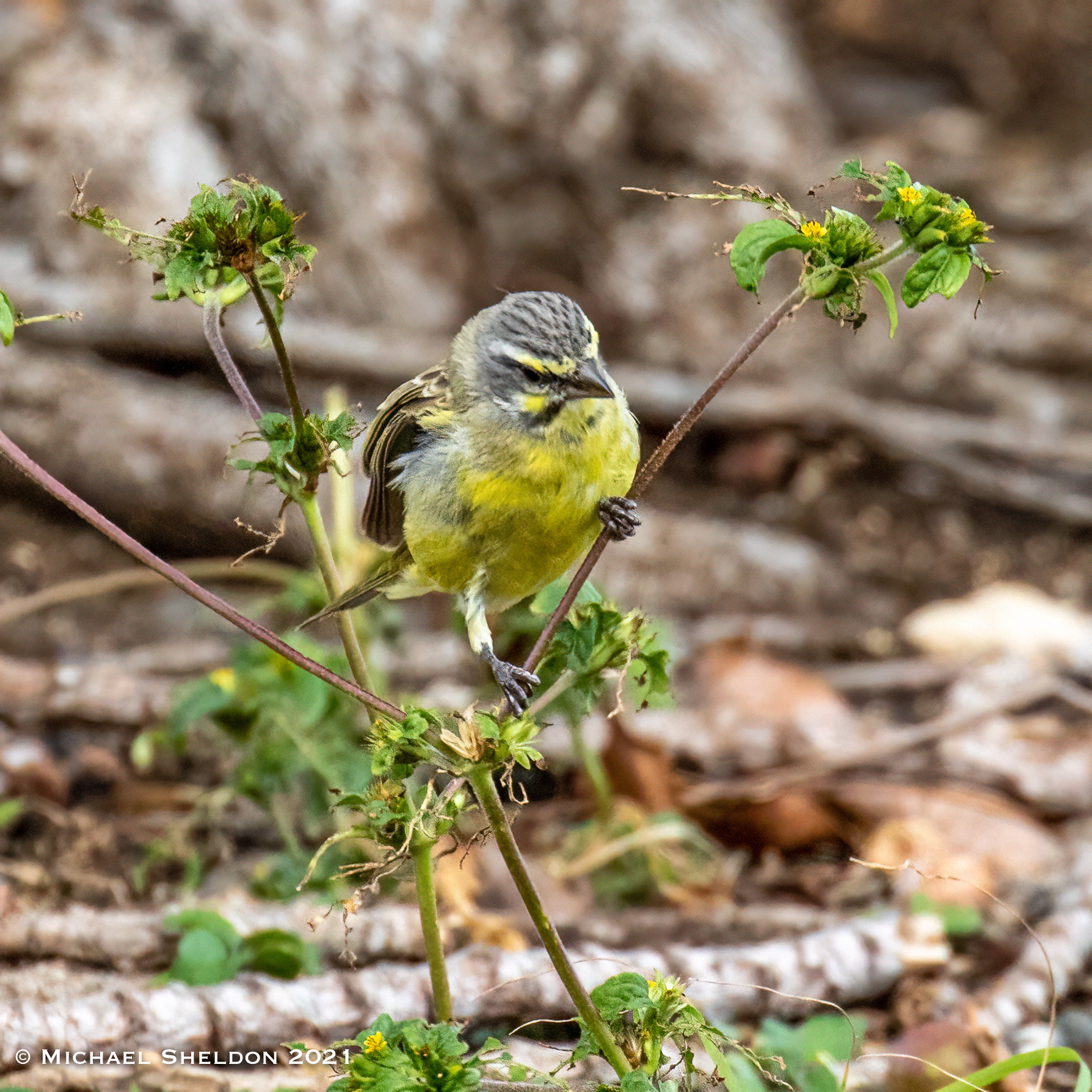 Yellow-fronted Canary