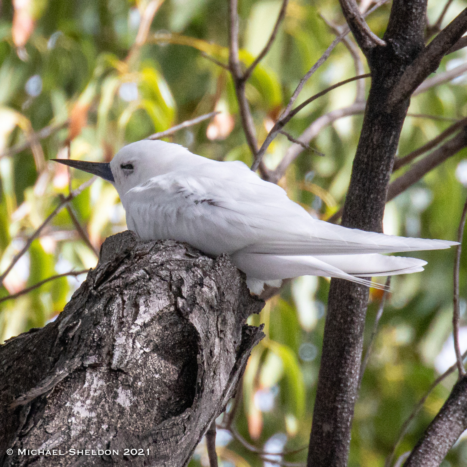 White tern