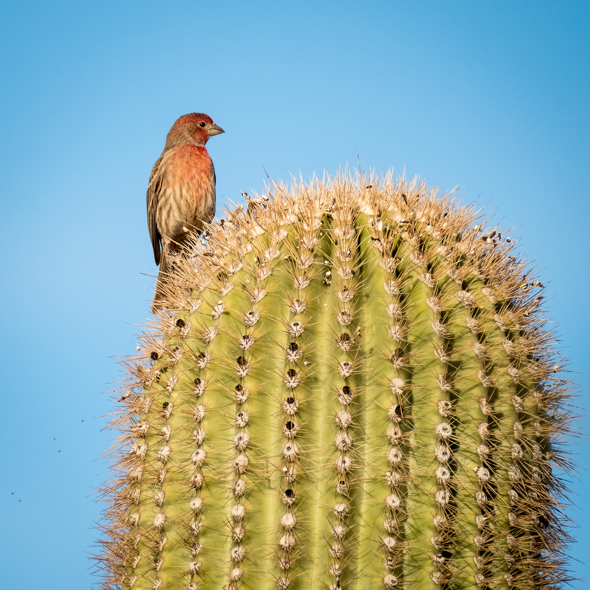 Purple finch