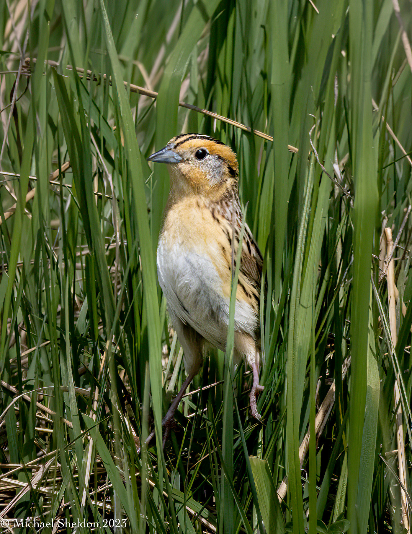 LeConte's sparrow