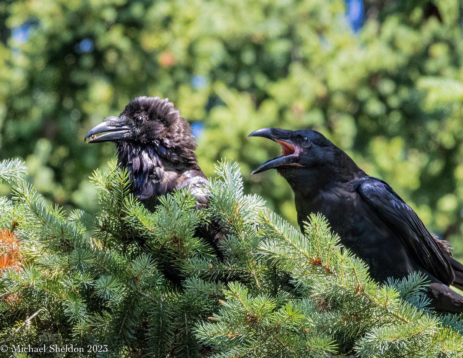 Ravens