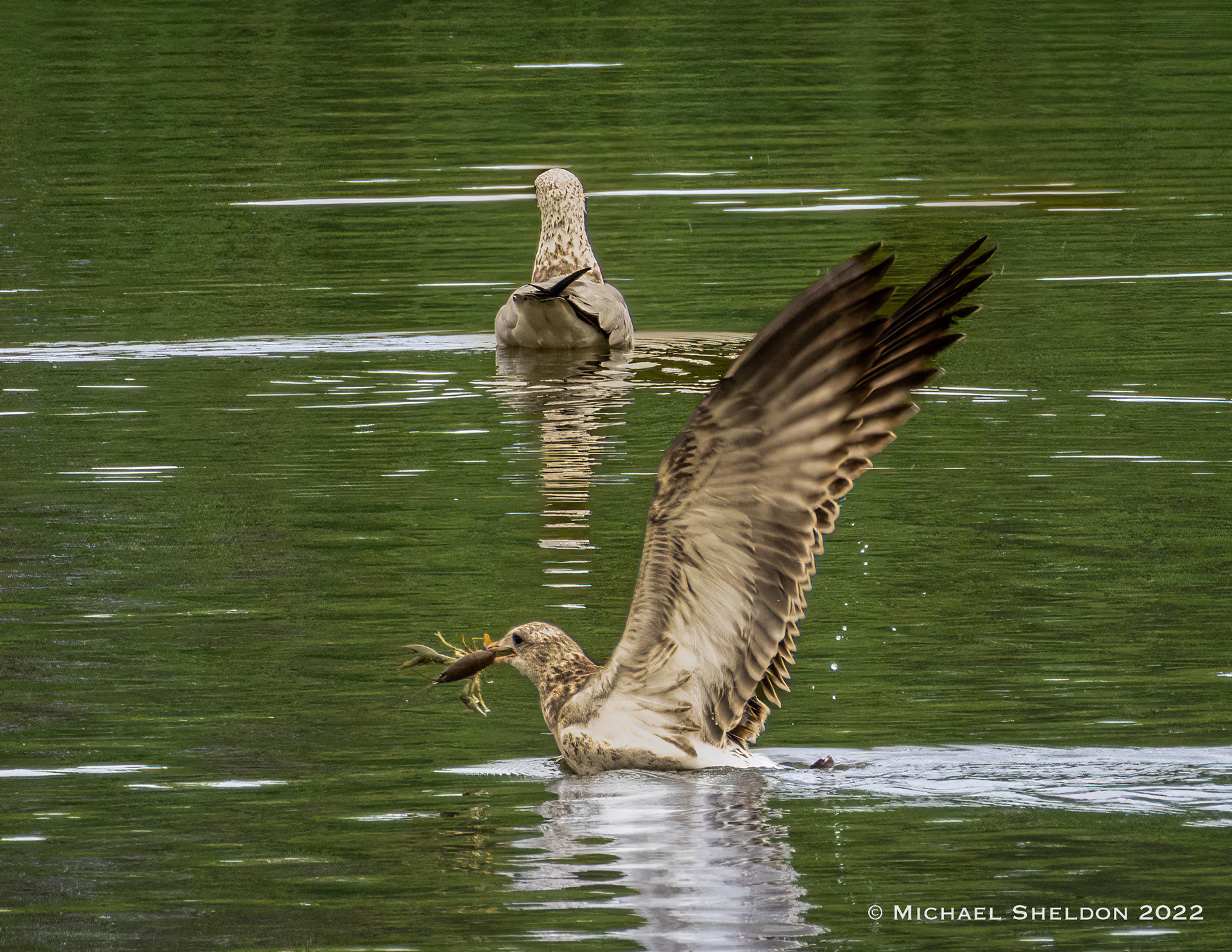 A gull's good supper