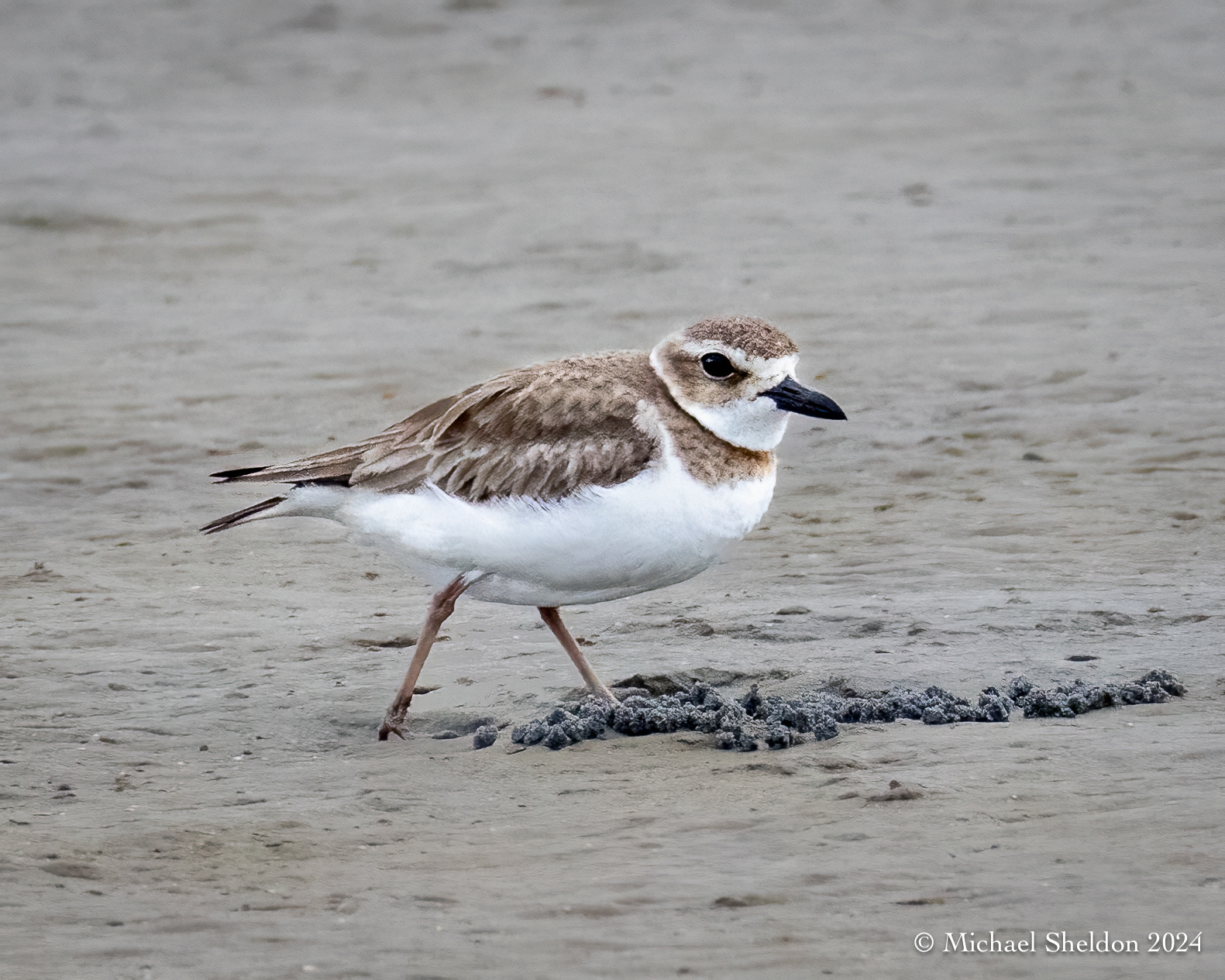 Wilson's plover (f)