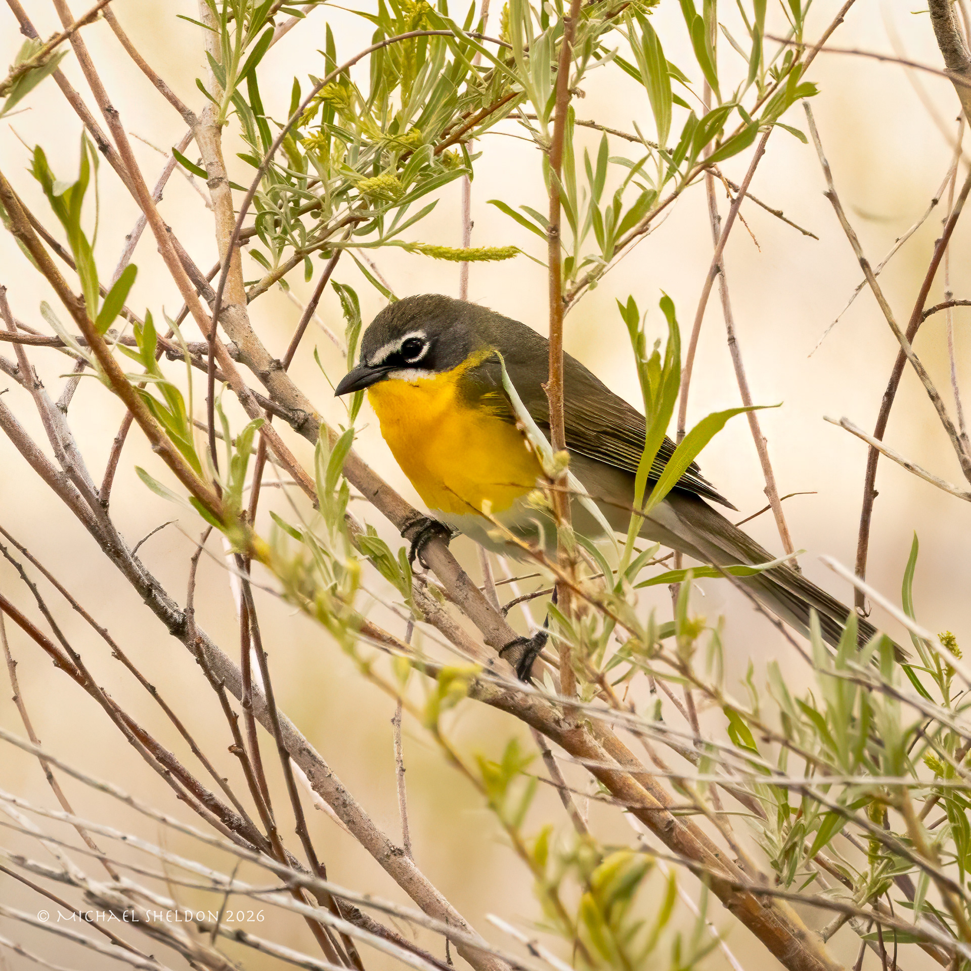 Yellow-breasted chat