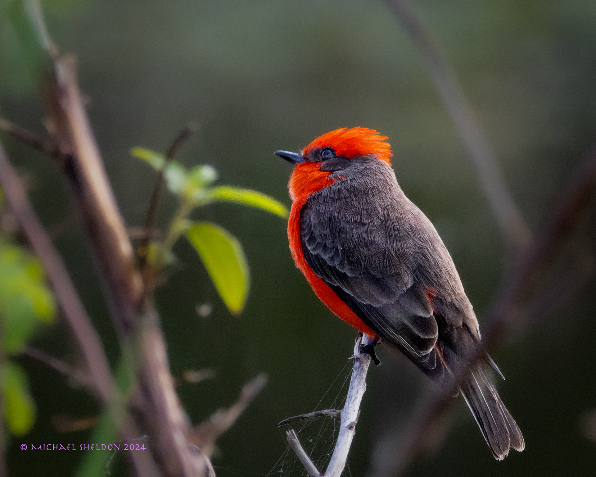 Vermillion flycatcher
