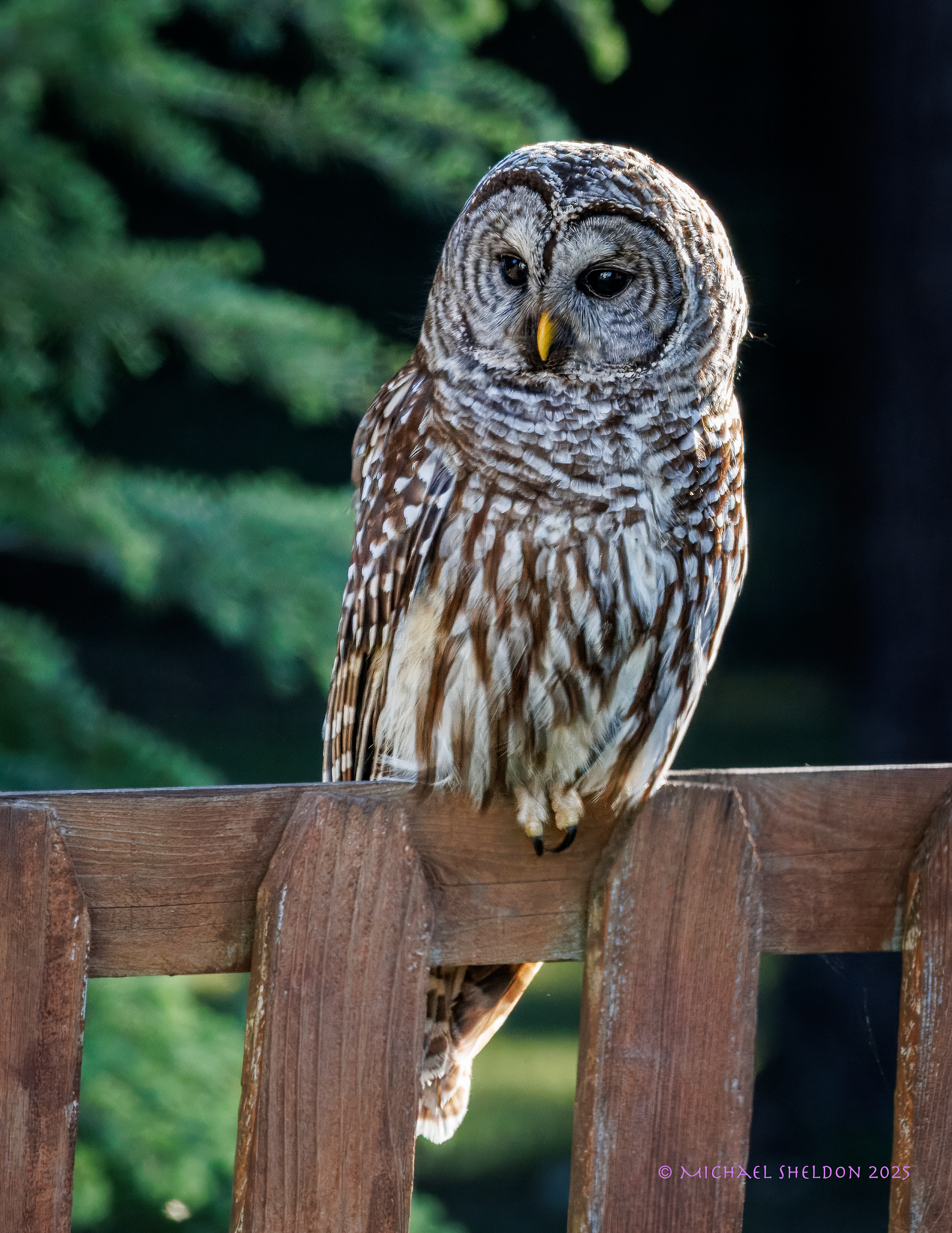 Barred owl
