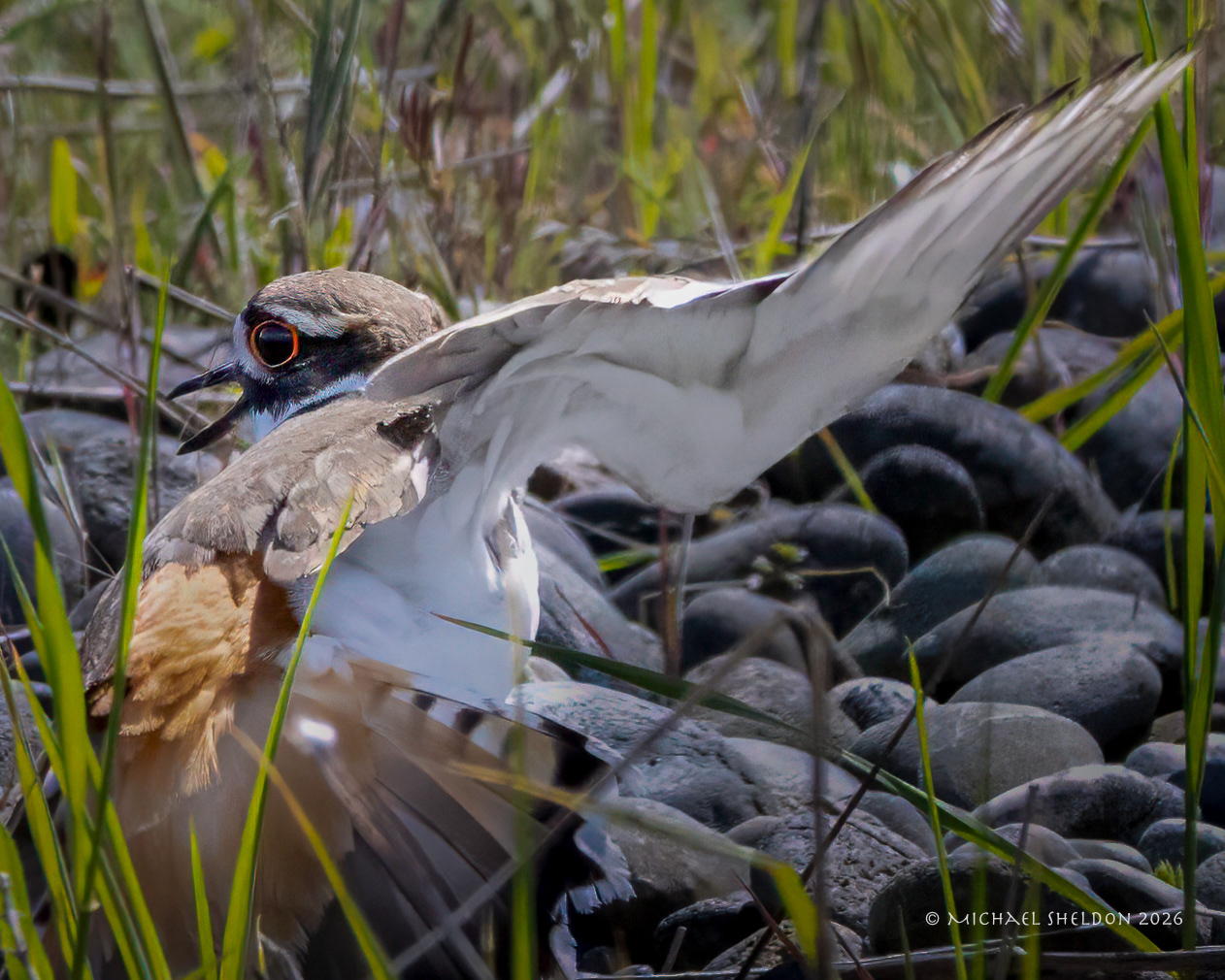 Killdeer feigning broken wing