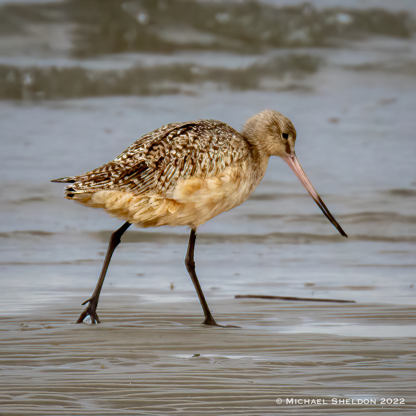 Marbled Godwit