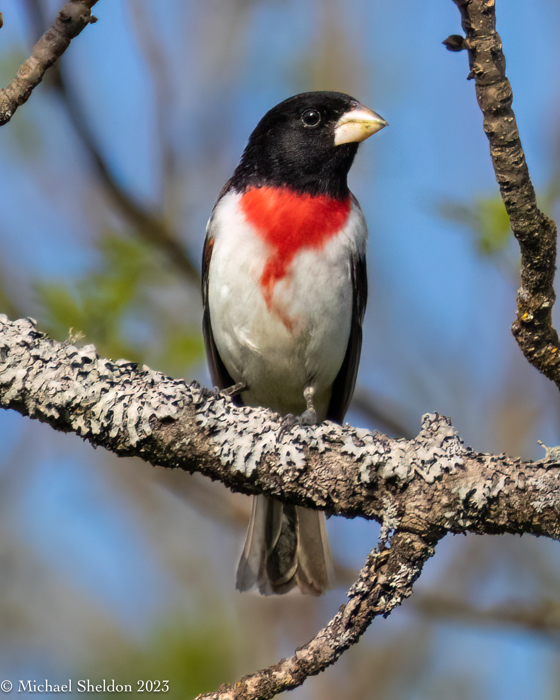 Rose-breasted grosbeak