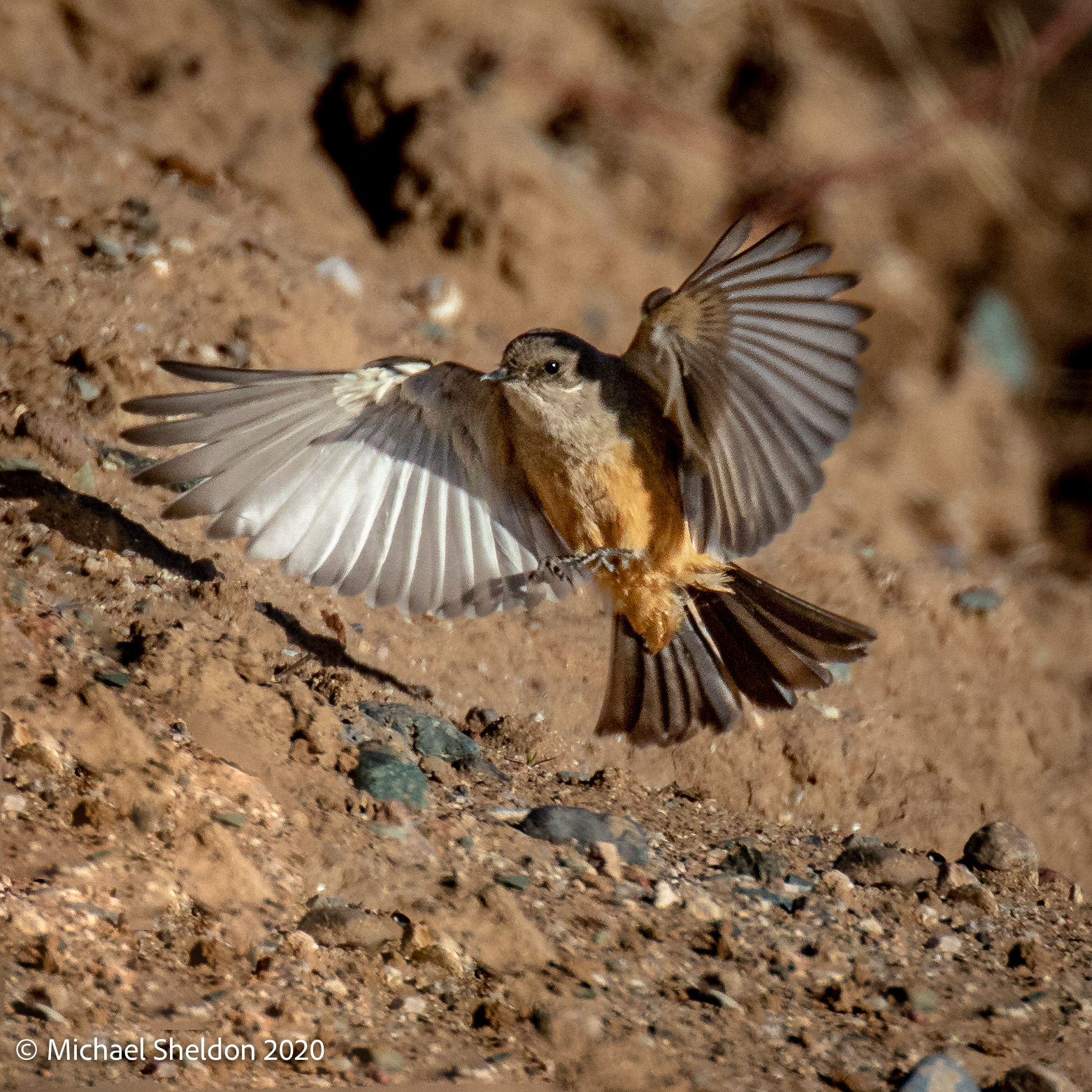 Say's Phoebe