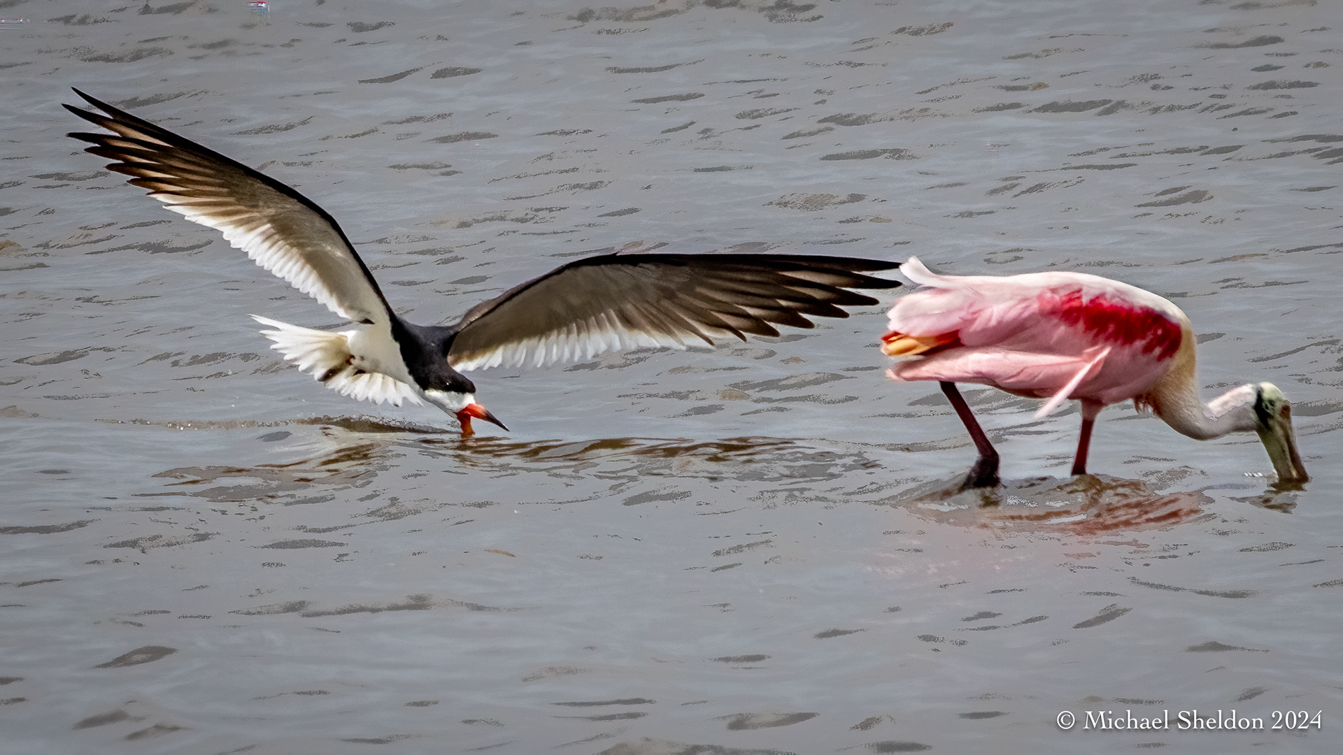 Black skimmer feeding behind roseate spoonbill