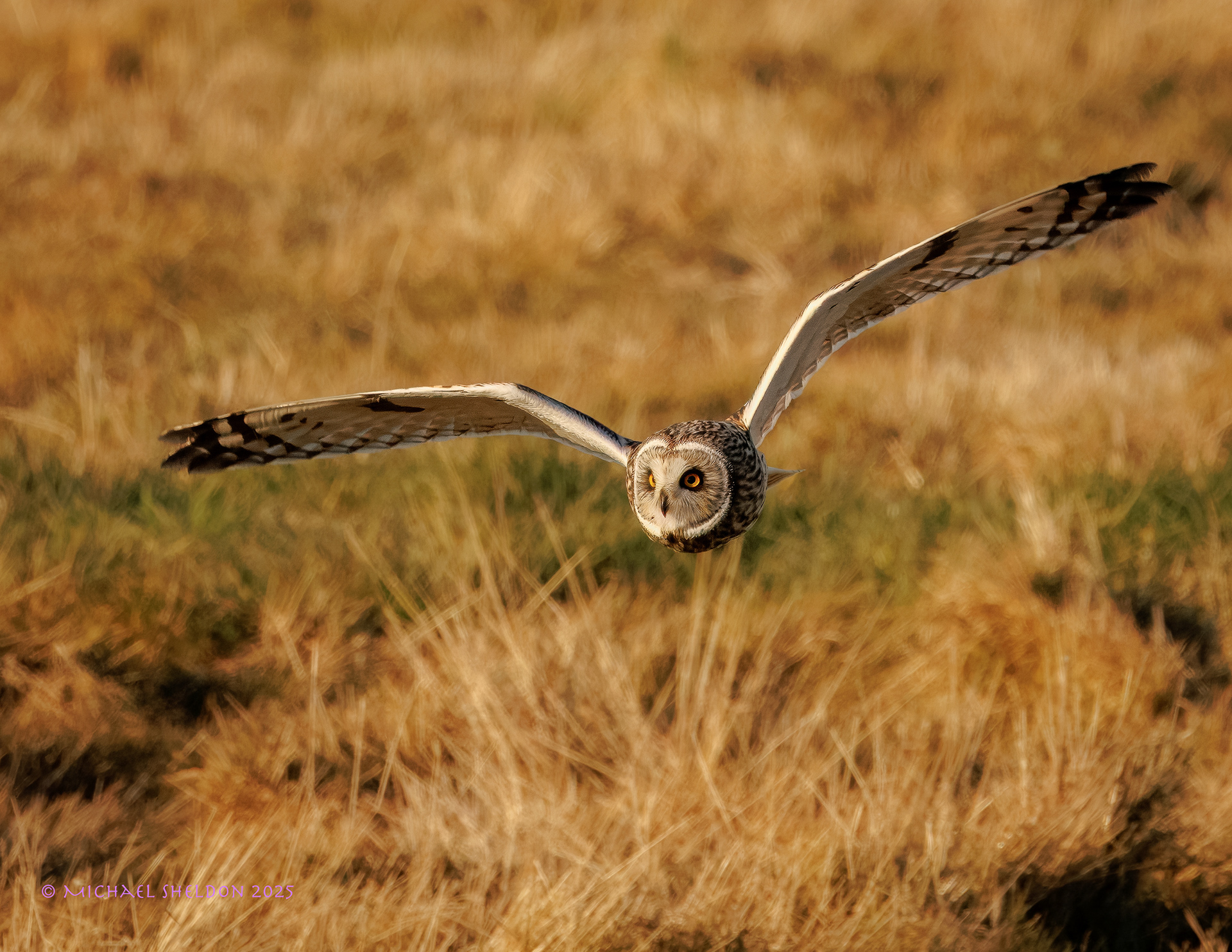 Short-eared owl