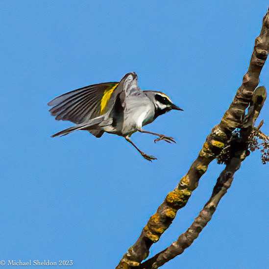 Golden-winged warbler