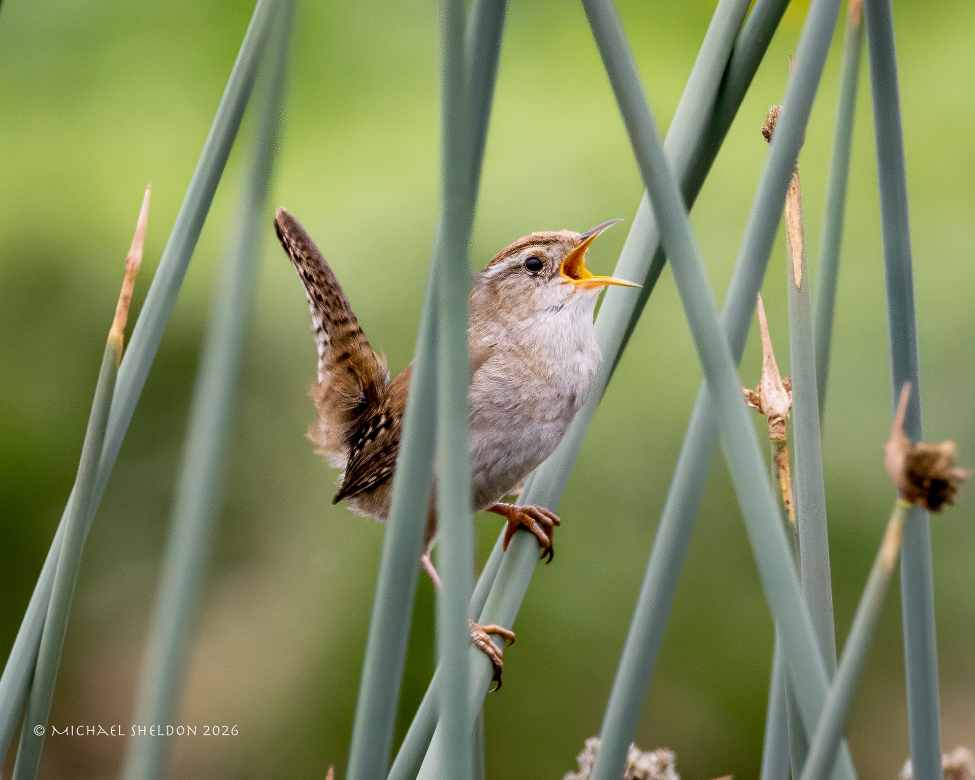 Marsh wren