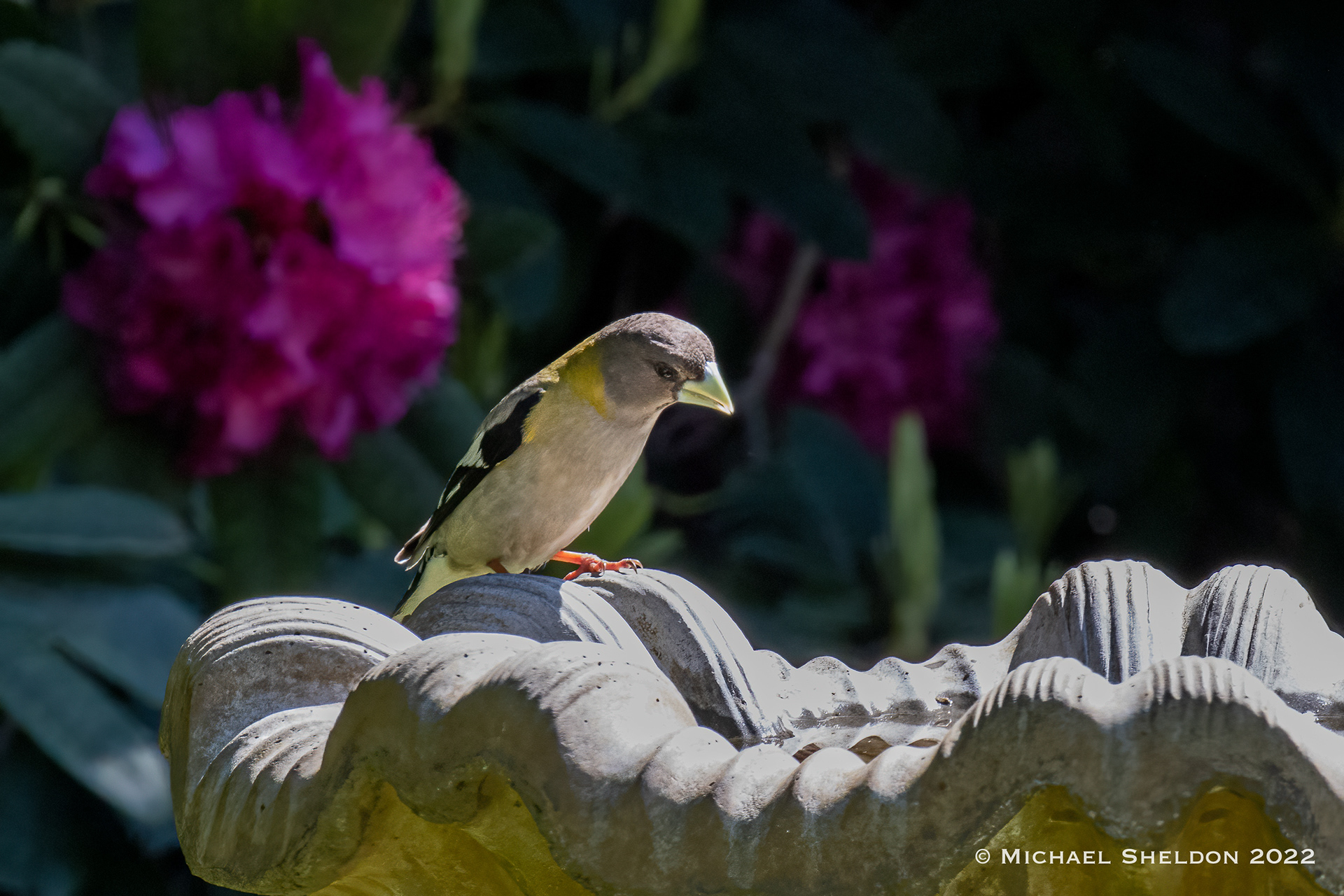 Evening Grosbeak (f)