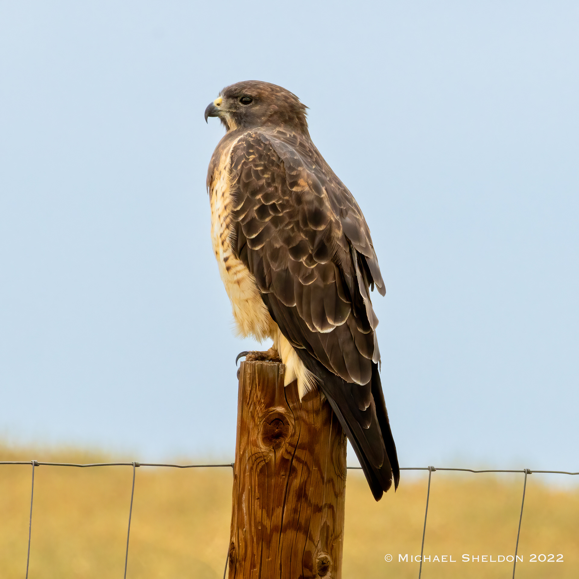 Swainson's hawk