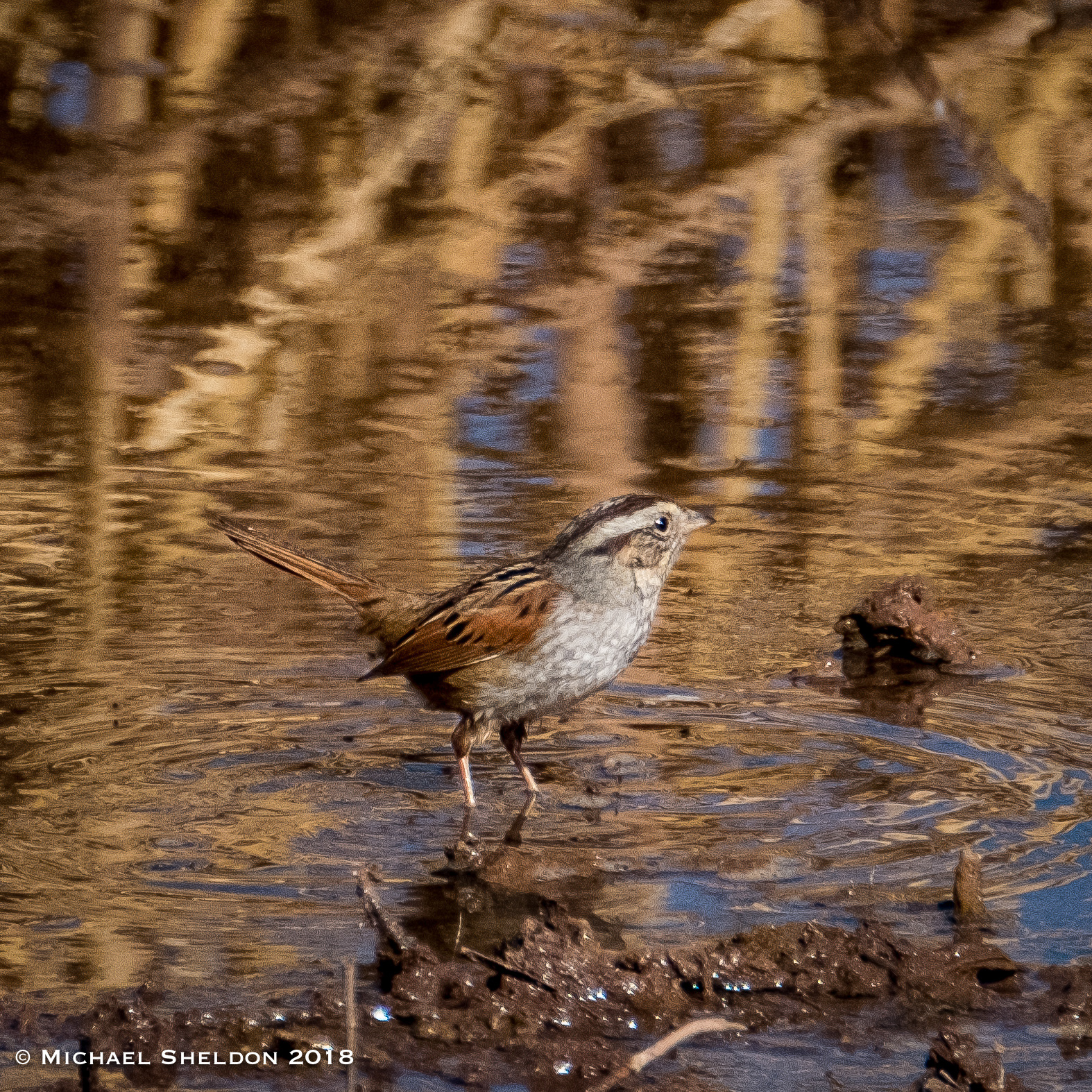 Swamp Sparrow
