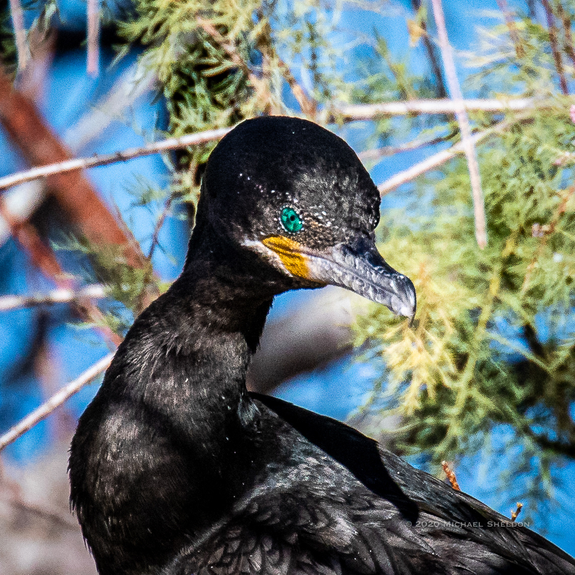 Neotropic cormorant