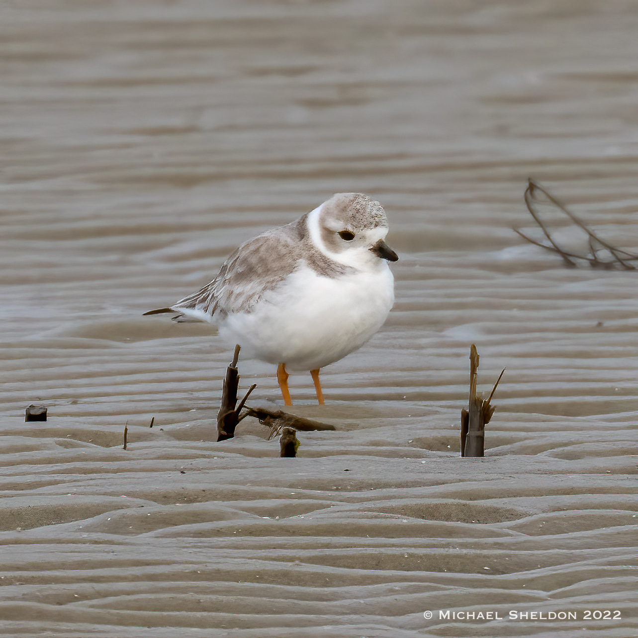 Piping plover