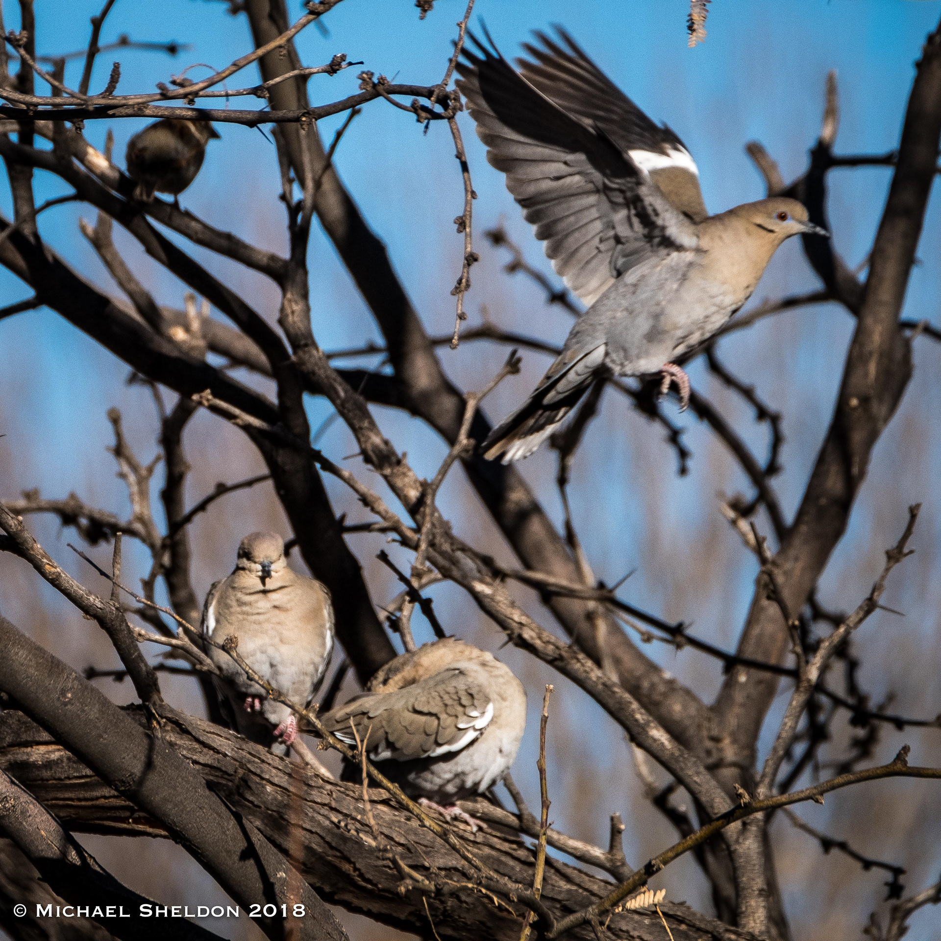 White-winged Doves