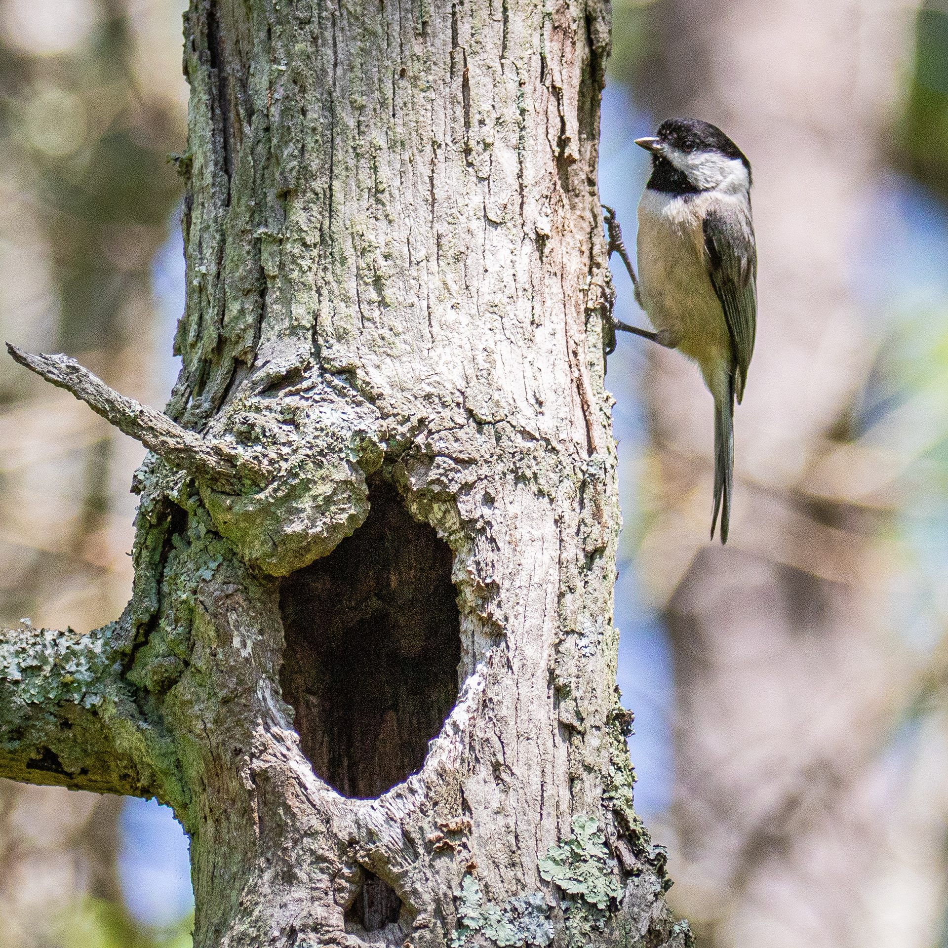 Black-capped chickadee