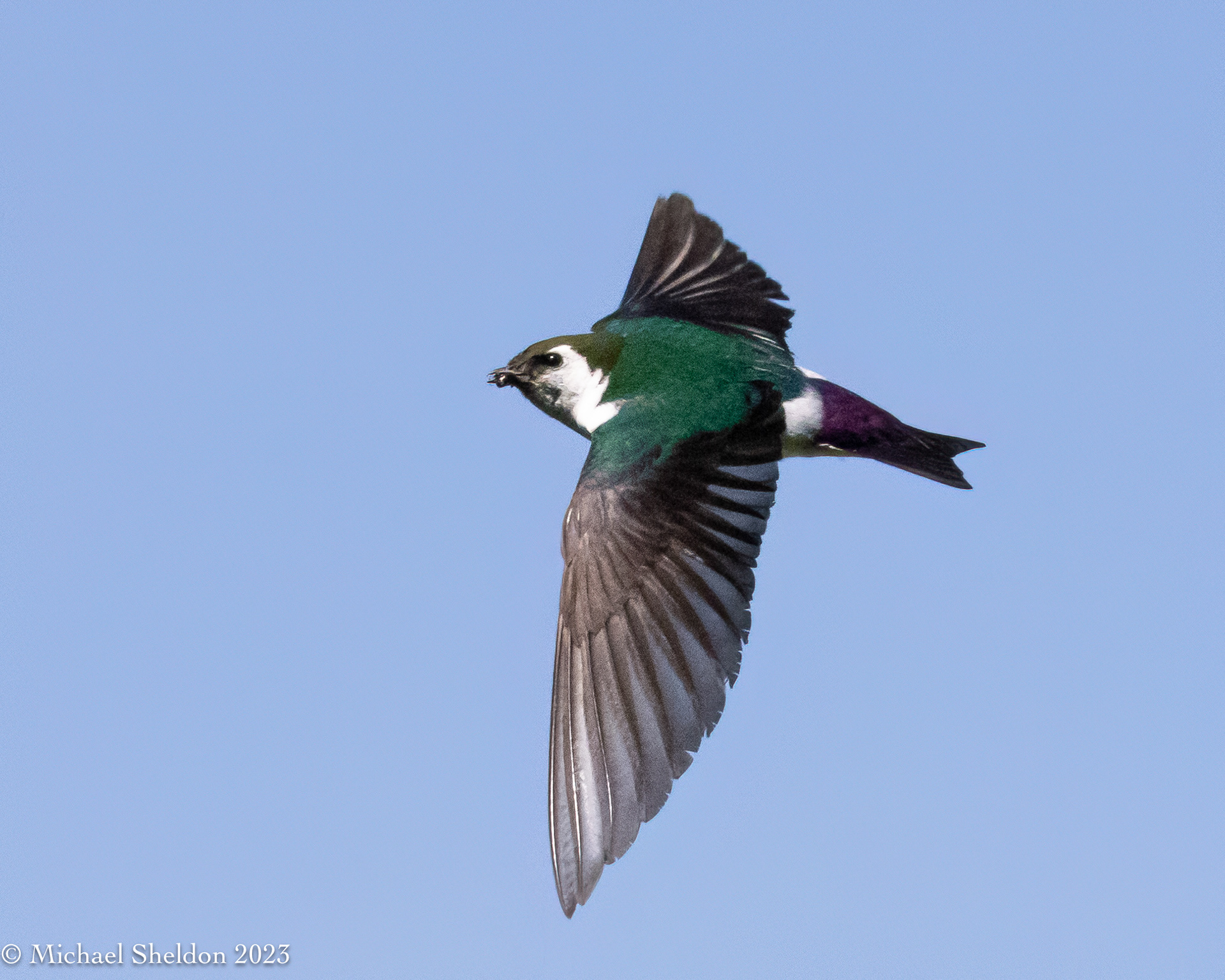 Violet-green swallow