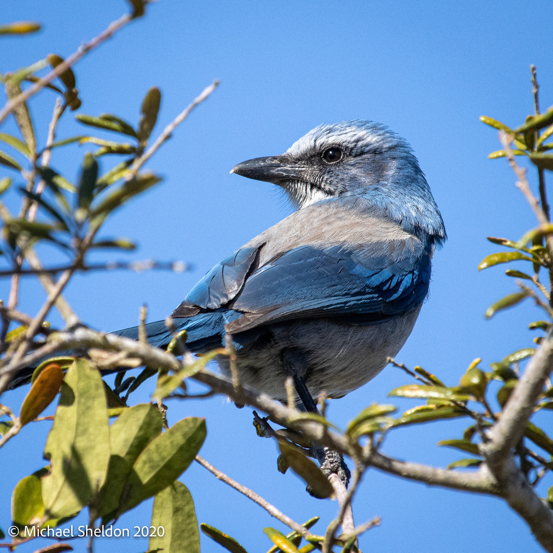 Florida Scrub Jay