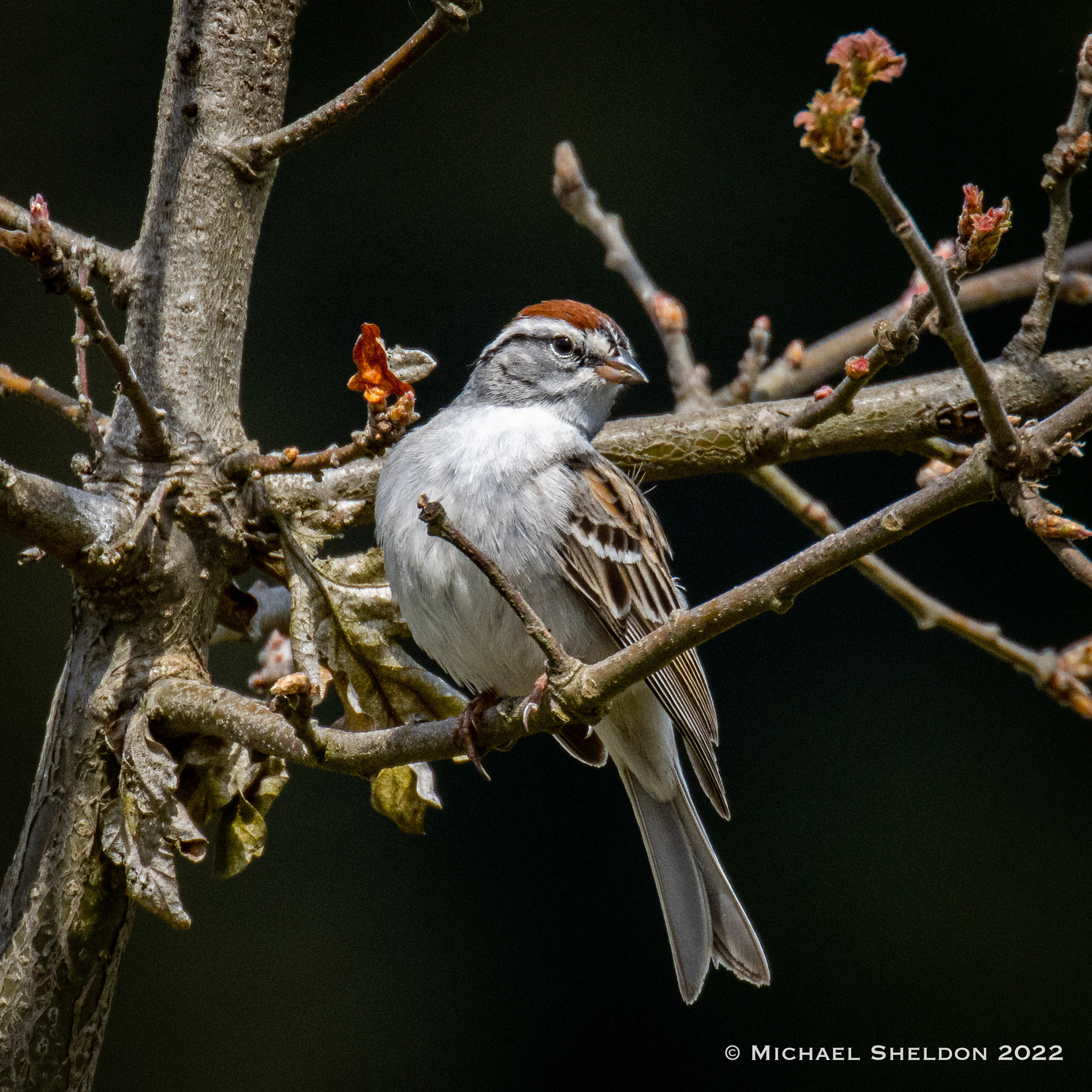 Chipping Sparrow